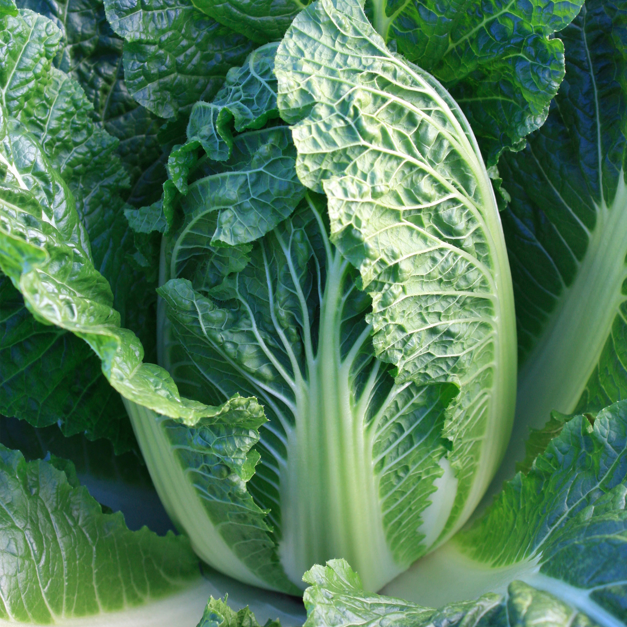 Chinese Cabbage Seeds - China Express - Hybrid -1 Lb ~13440 Seeds - Non-GMO, F1 Hybrid - Asian Garden Vegetable