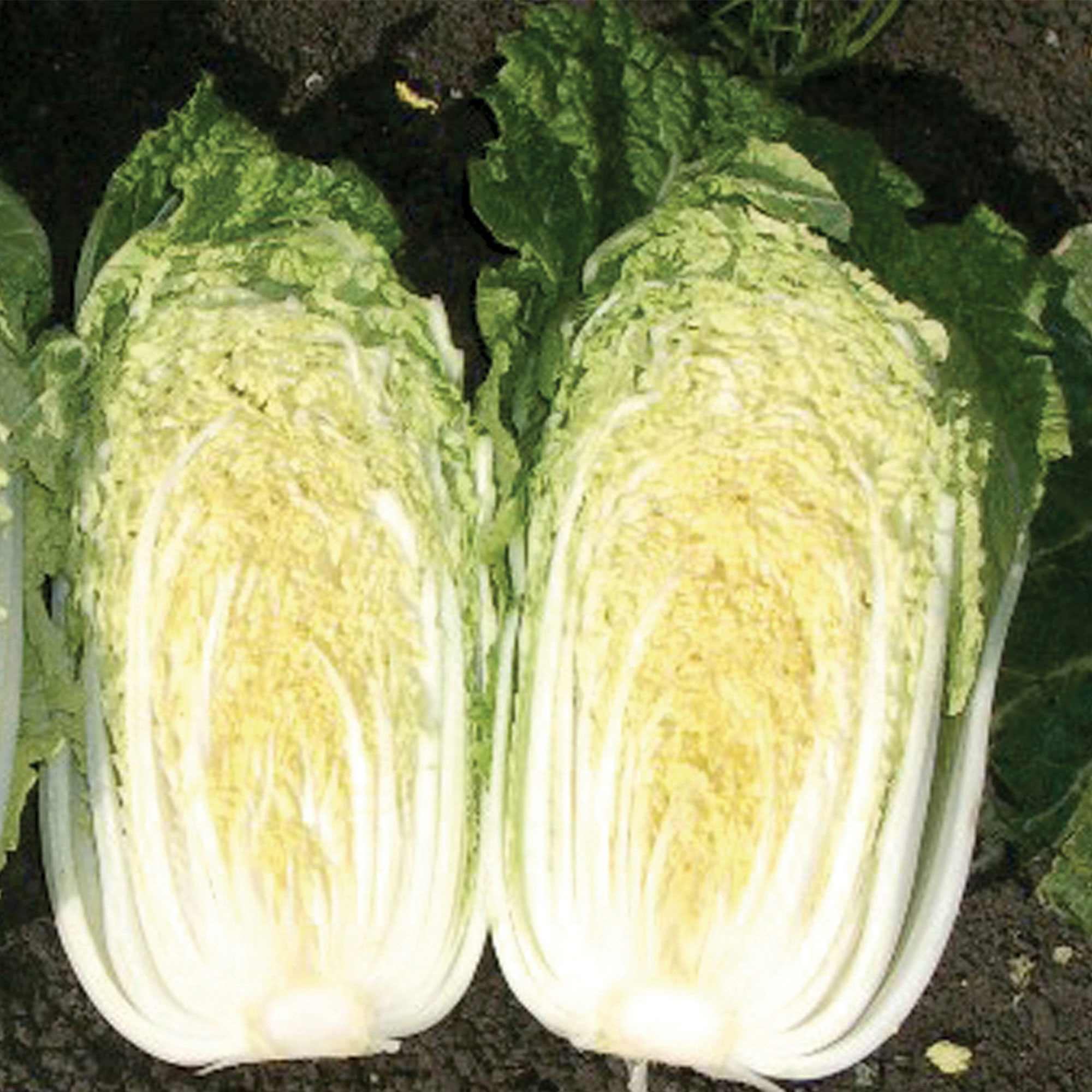 Chinese Cabbage Seeds - China Gold - Hybrid -1 Lb ~13440 Seeds - Non-GMO, F1 Hybrid - Asian Garden Vegetable
