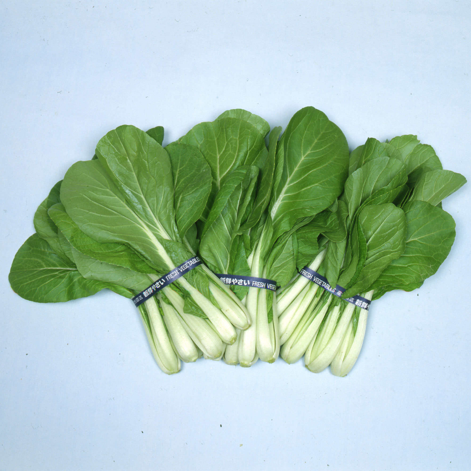 Chinese Cabbage Seeds - Osaka Shirona -4 Oz ~45600 Seeds - Non-GMO, Heirloom - Asian Garden Vegetable & Microgreens