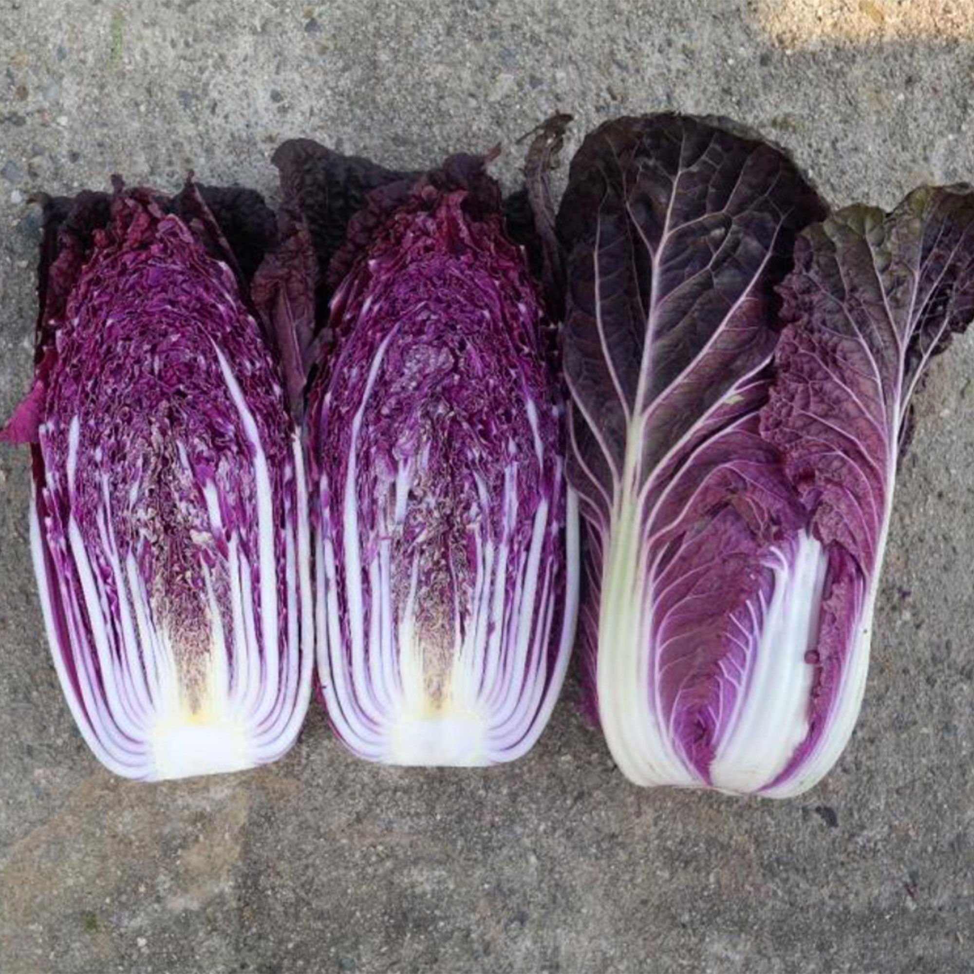 Chinese Cabbage Seeds - RCC9 Red - Hybrid -50 Seed Packet ~50 Seeds - Non-GMO, F1 Hybrid - Asian Garden Vegetable