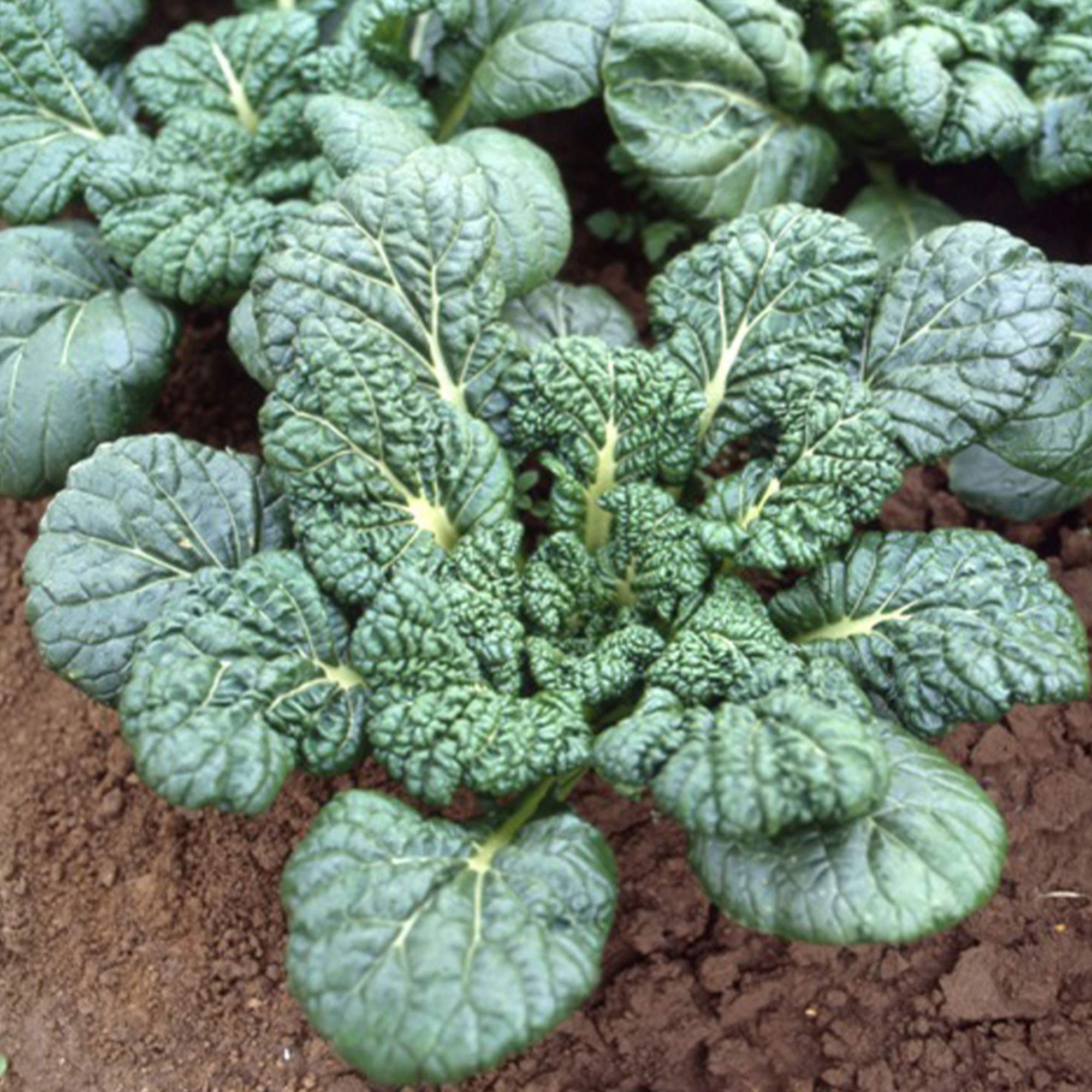 Chinese Cabbage Seeds - Yukina Savoy -4 Oz ~33600 Seeds - Non-GMO, Heirloom - Asian Garden Vegetable & Microgreens