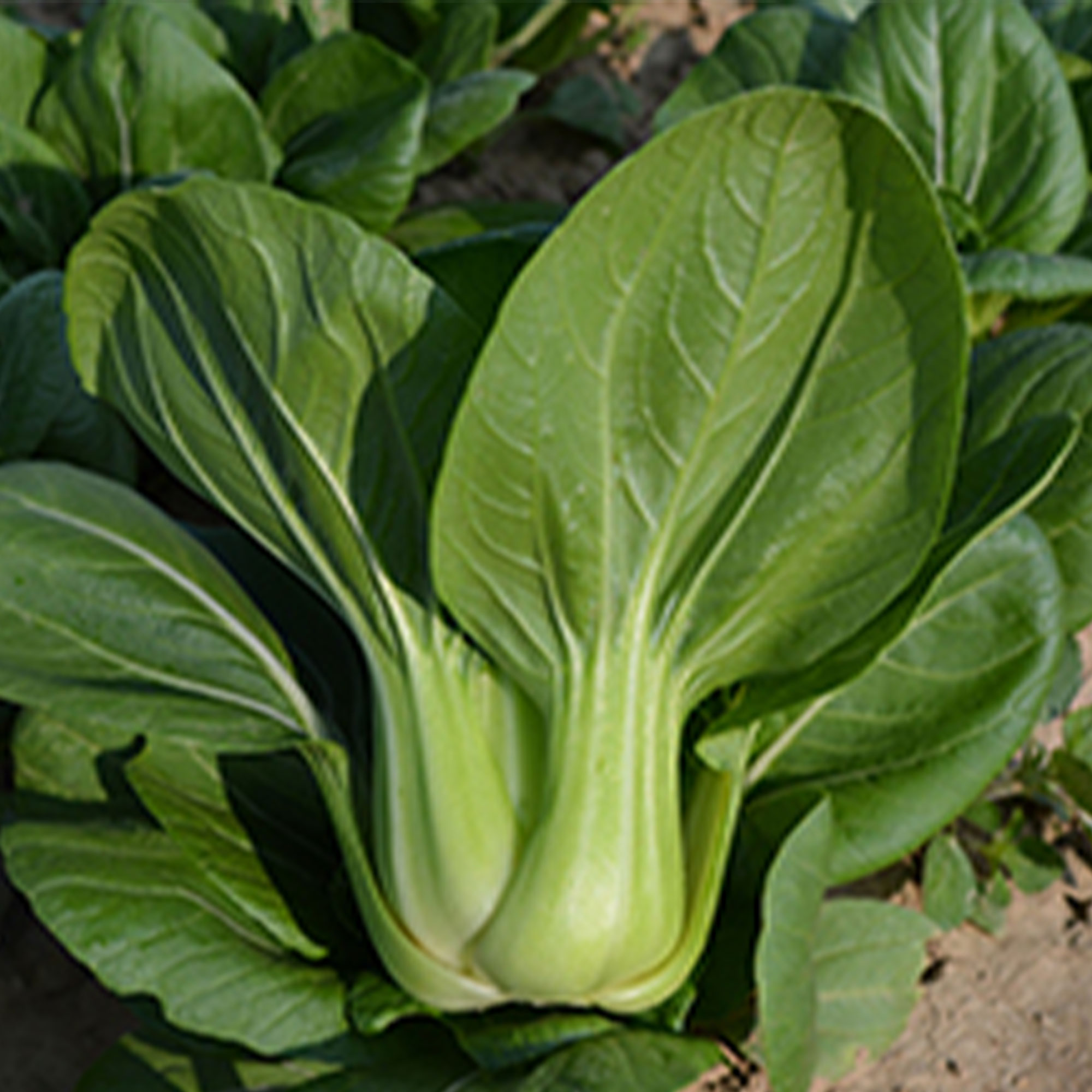 Cabbage Seeds - Pak Choi - Da Cheong Chae - Hybrid -1 Oz ~6000 Seeds ...