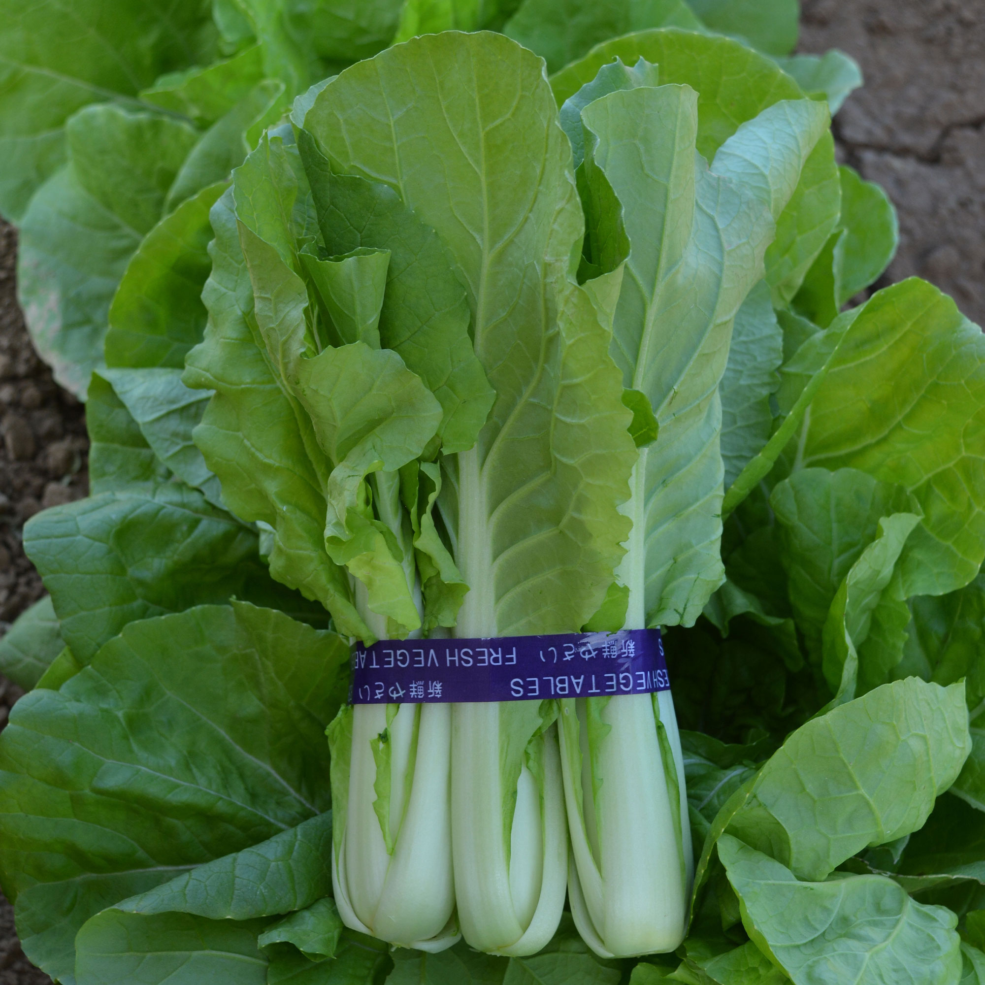 Cabbage Seeds Pak Choi Qd2 Express Hybrid 5 Lb Bulk 800000