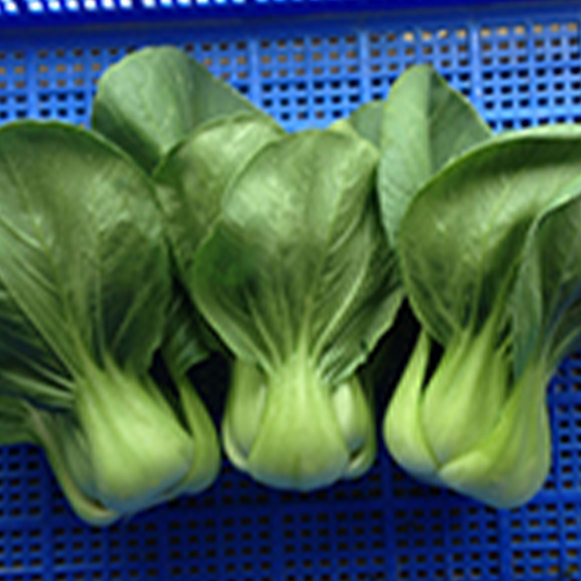 Cabbage Seeds - Pak Choi - Shanghai -4 Oz ~24000 Seeds - Non-GMO, Heirloom - Asian Garden Vegetable & Microgreens