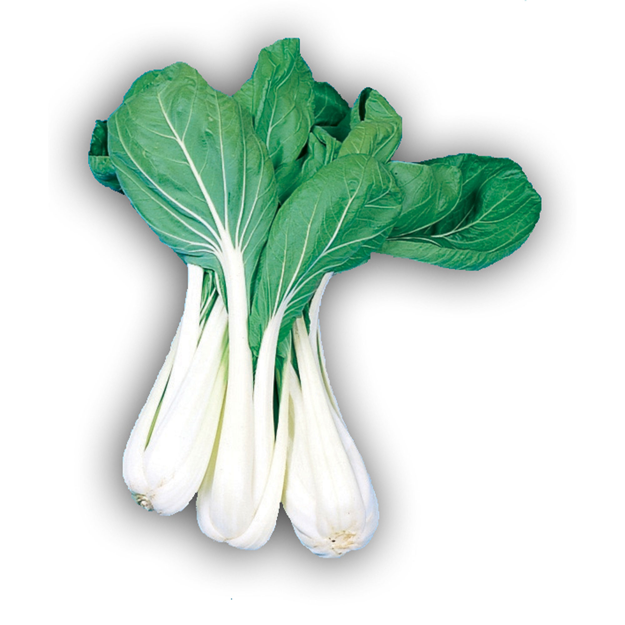 Cabbage Seeds - Pak Choi - Taisai -1 Oz ~12000 Seeds - Non-GMO, Heirloom - Asian Garden Vegetable & Microgreens
