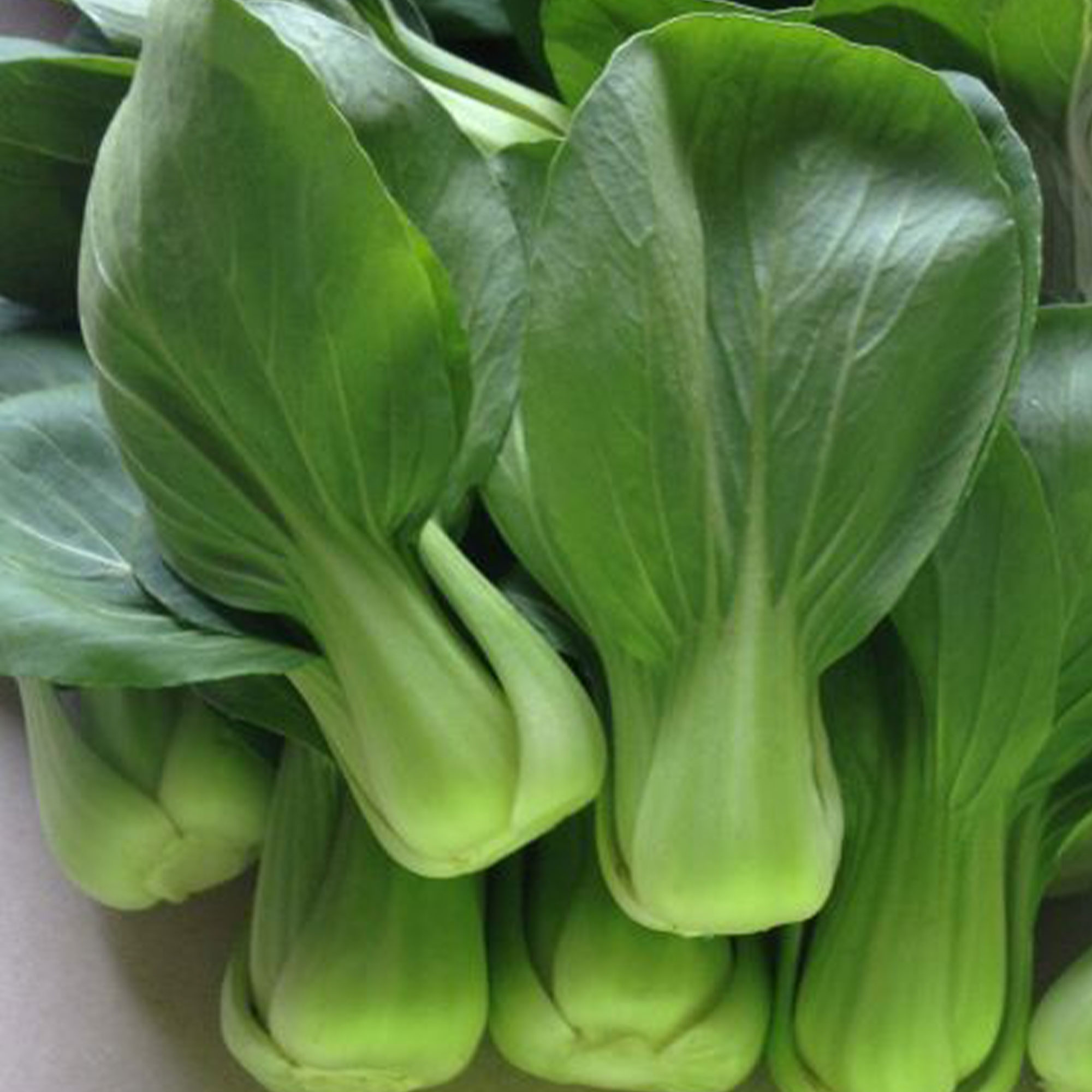 Cabbage Seeds - Pak Choi - Wa Wa Qing - Hybrid -5 Lb Bulk ~880000 Seeds - Non-GMO, F1 Hybrid - Asian Garden Vegetable