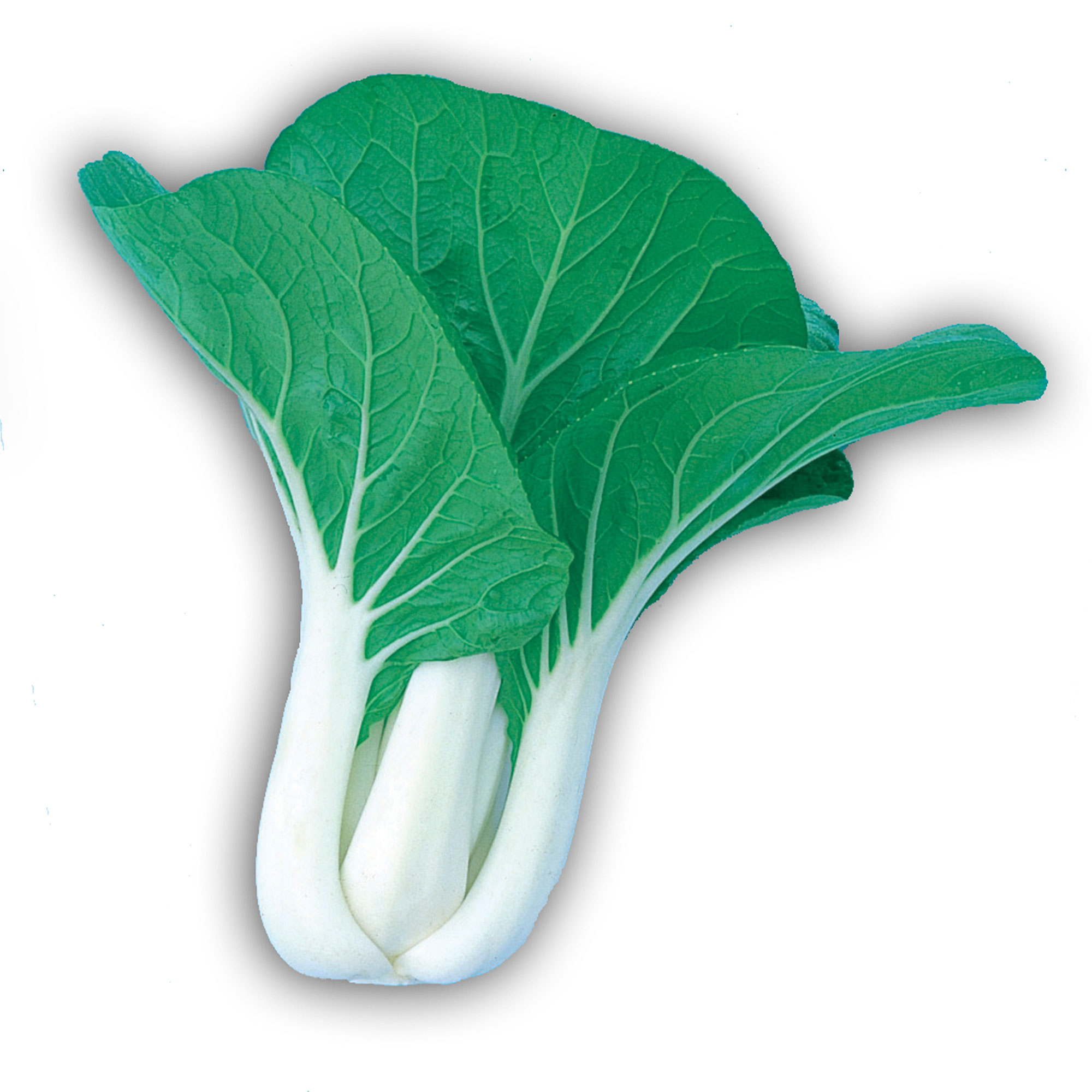 Cabbage Seeds - Pak Choi - Dwarf White Stem -1 Lb ~160000 Seeds - Non-GMO, Heirloom - Asian Garden Vegetable & Microgreens