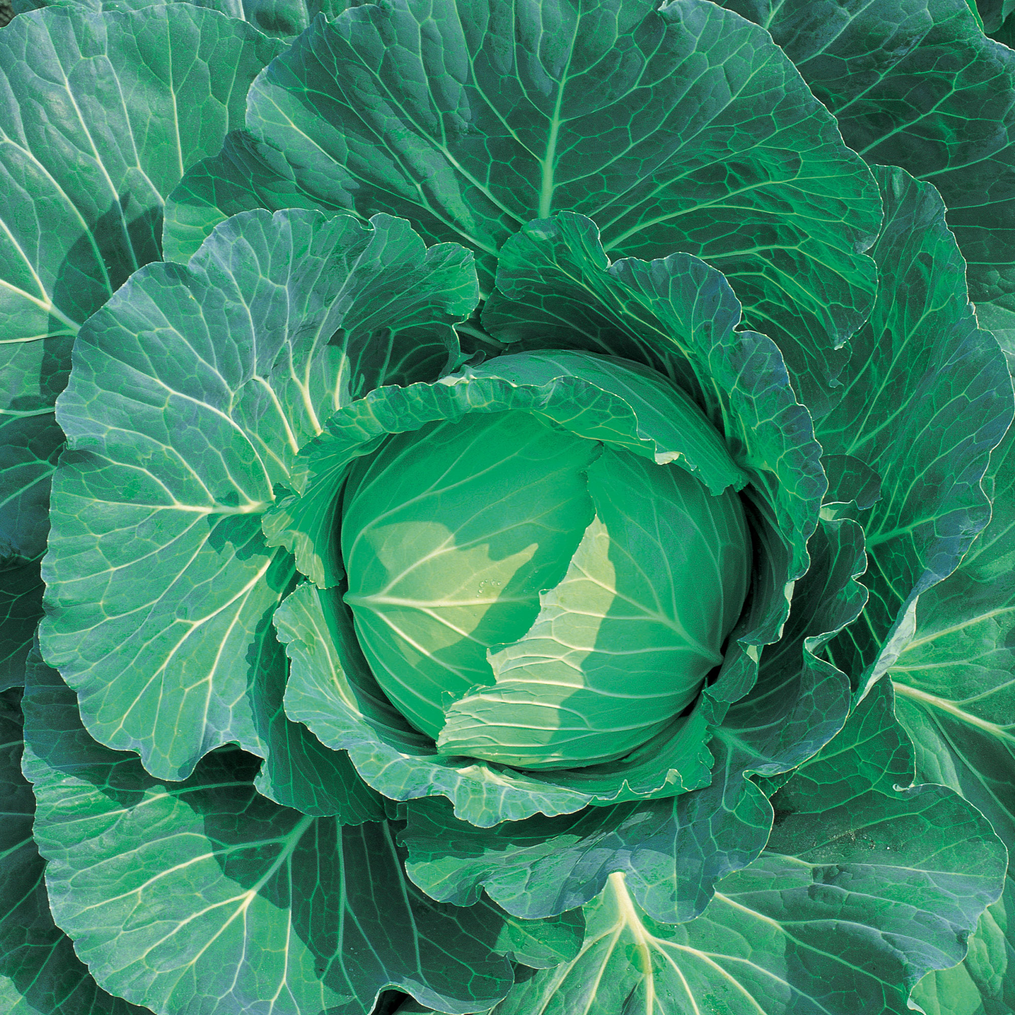 Cabbage Seeds - Wakamine - Hybrid -4 Oz ~7200 Seeds - Non-GMO, F1 Hybrid - Vegetable Garden