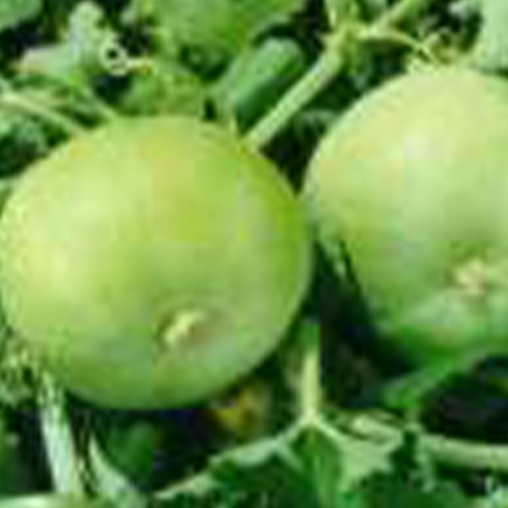 Gourd Seeds - Tinda -1 Lb ~5600 Seeds - Non-GMO, Heirloom - Asian Garden Vegetable