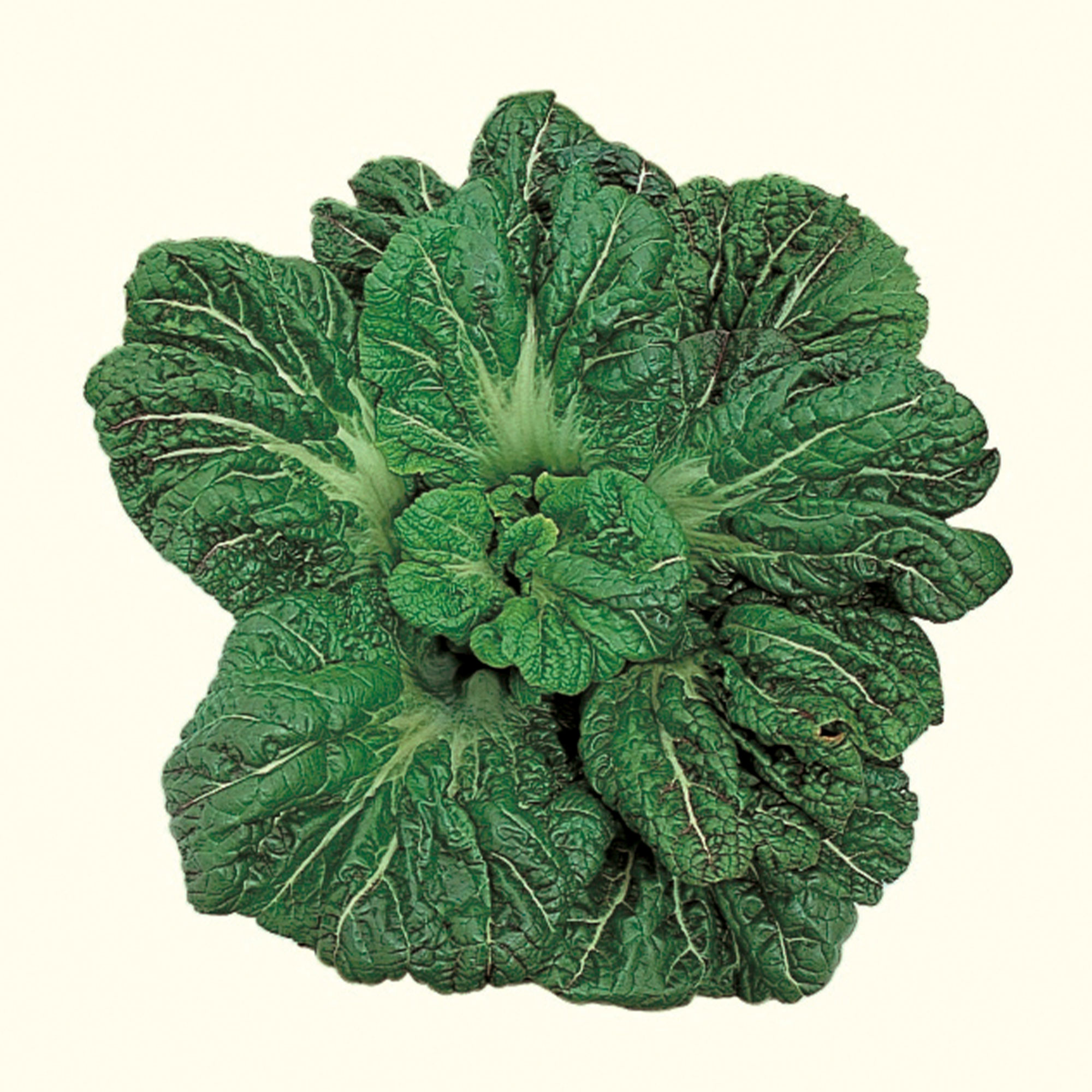 Mustard Seeds - Miike Giant -3 g Packet ~1900 Seeds - Non-GMO, Heirloom - Asian Garden Vegetable, Microgreens & Herb Gardening