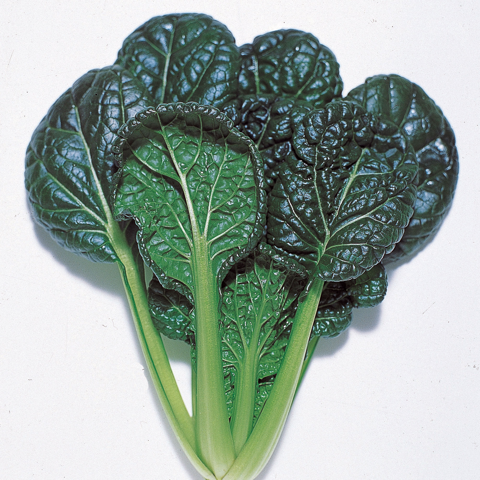 Mustard Seeds - Misome - Hybrid -1 g Packet ~569 Seeds - Non-GMO, F1 Hybrid - Asian Garden Vegetable & Herb Gardening