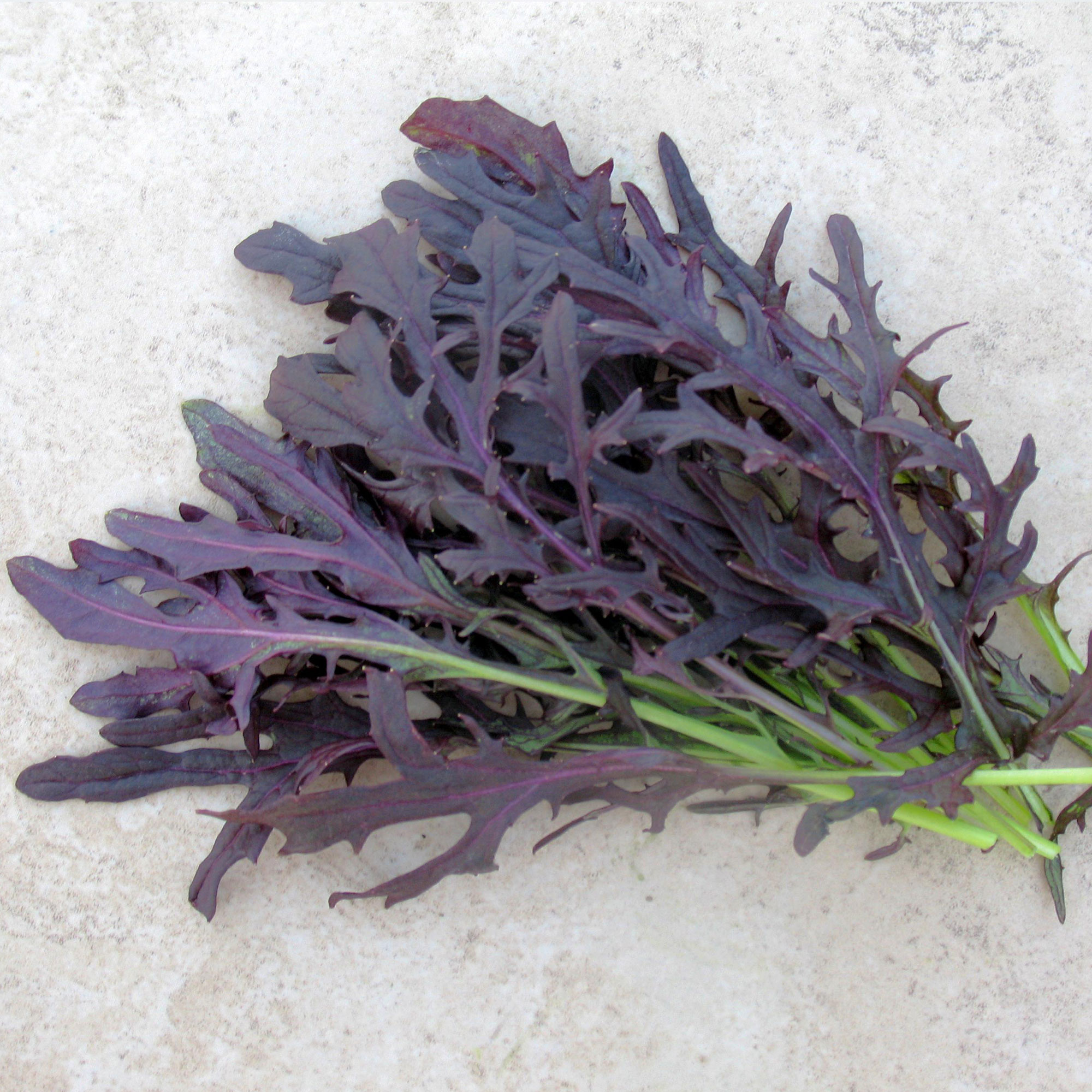 Mustard Seeds - Crimson Tide -1 Oz ~7500 Seeds - Non-GMO, Heirloom - Vegetable Garden & Microgreens