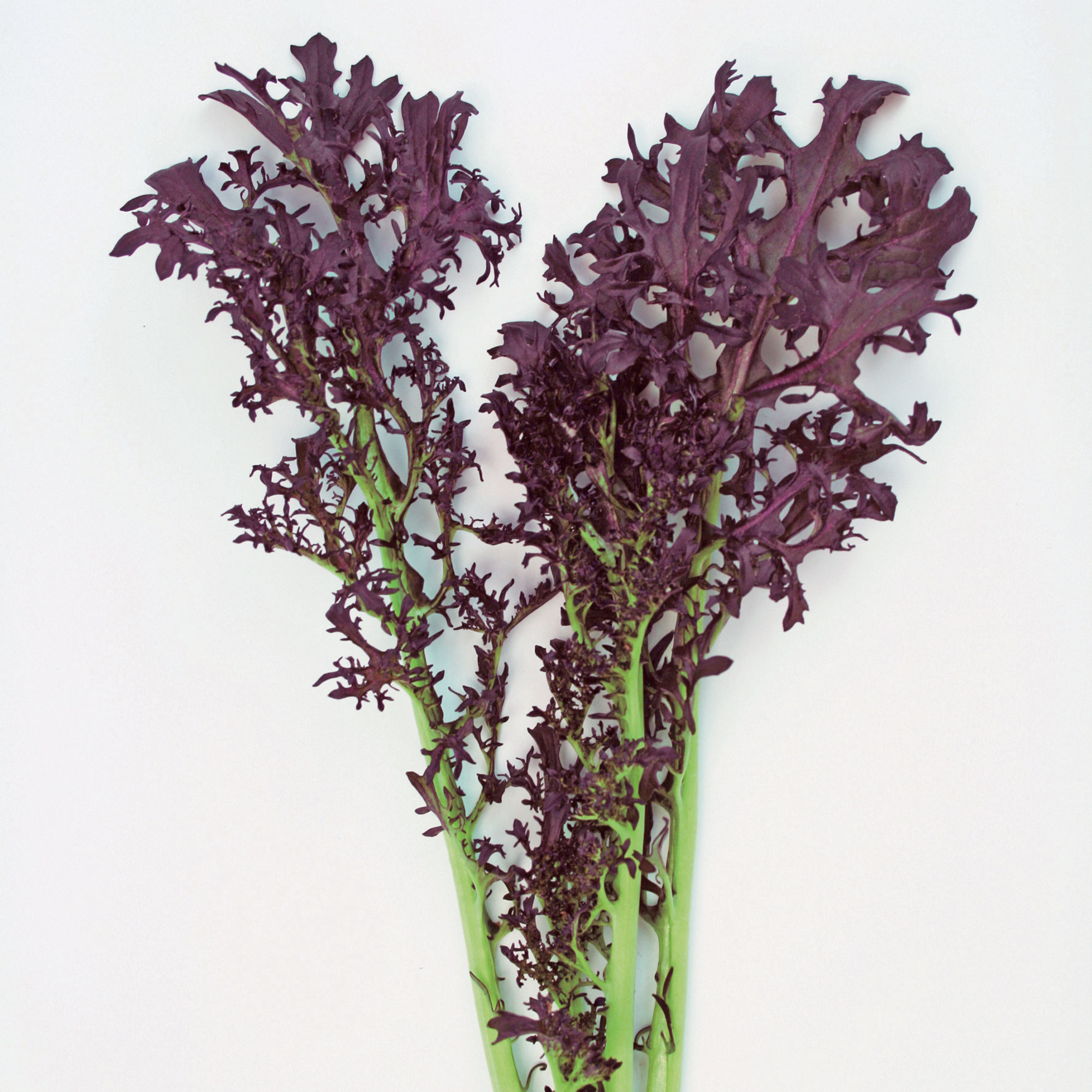 Mustard Seeds - Scarlet Frill - Hybrid -5 Lb Bulk ~600000 Seeds - Non-GMO, F1 Hybrid - Vegetable Garden & Microgreens