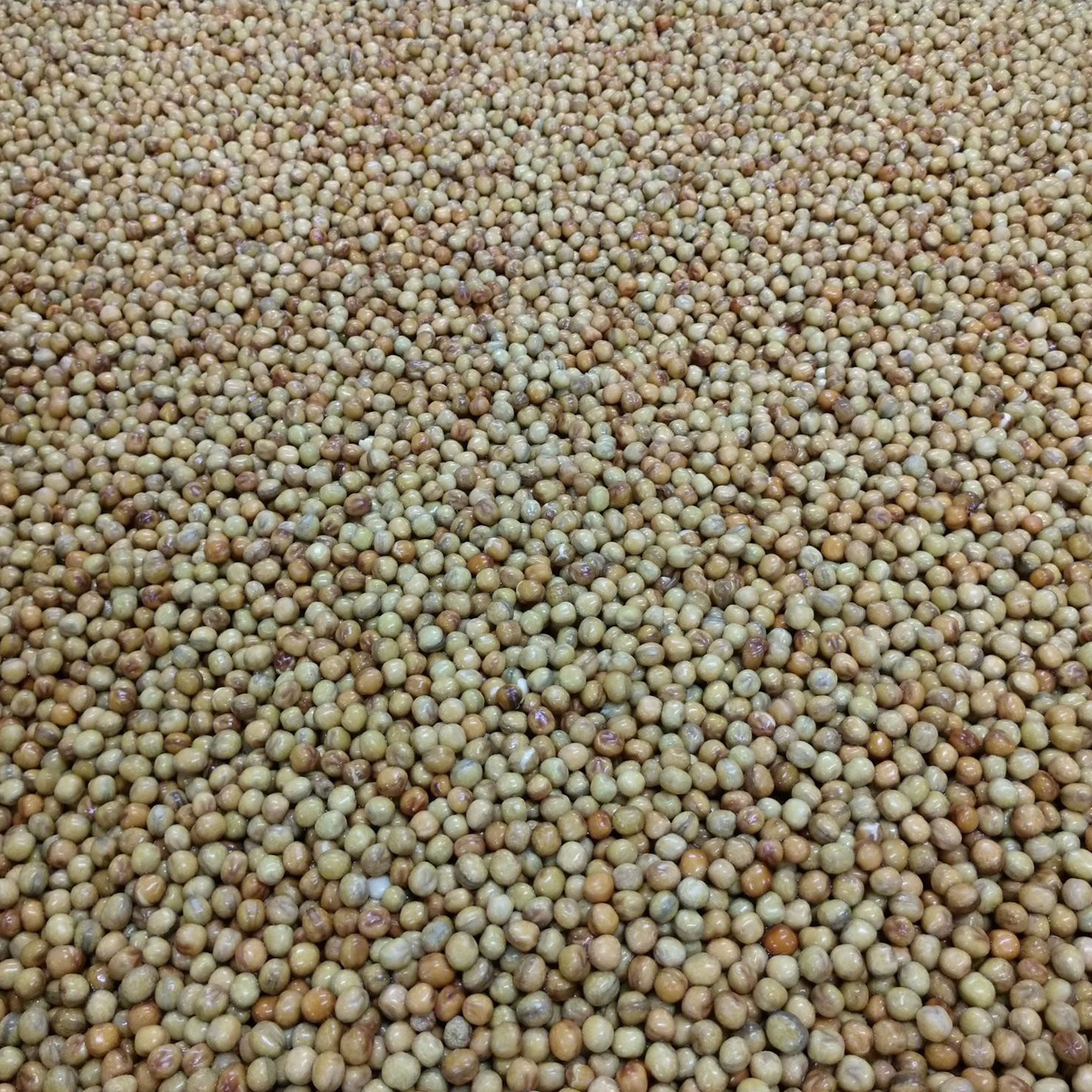 Pea Seeds - Maple -5 Lb Bulk ~8000 Seeds - Non-GMO, Heirloom - Vegetable Garden & Microgreens