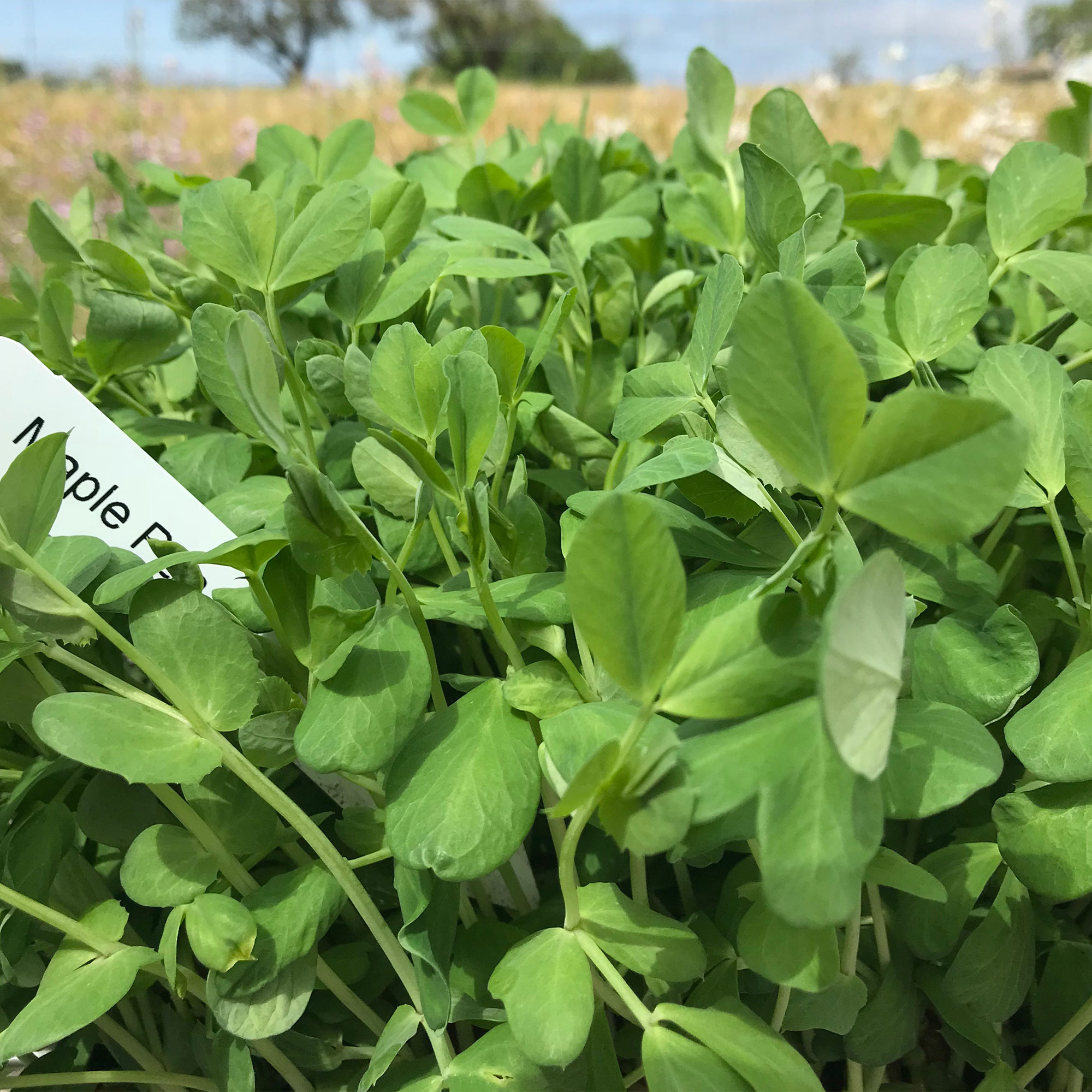 Pea Seeds - Maple -25 Lb Bulk ~40000 Seeds - Non-GMO, Heirloom - Vegetable Garden & Microgreens