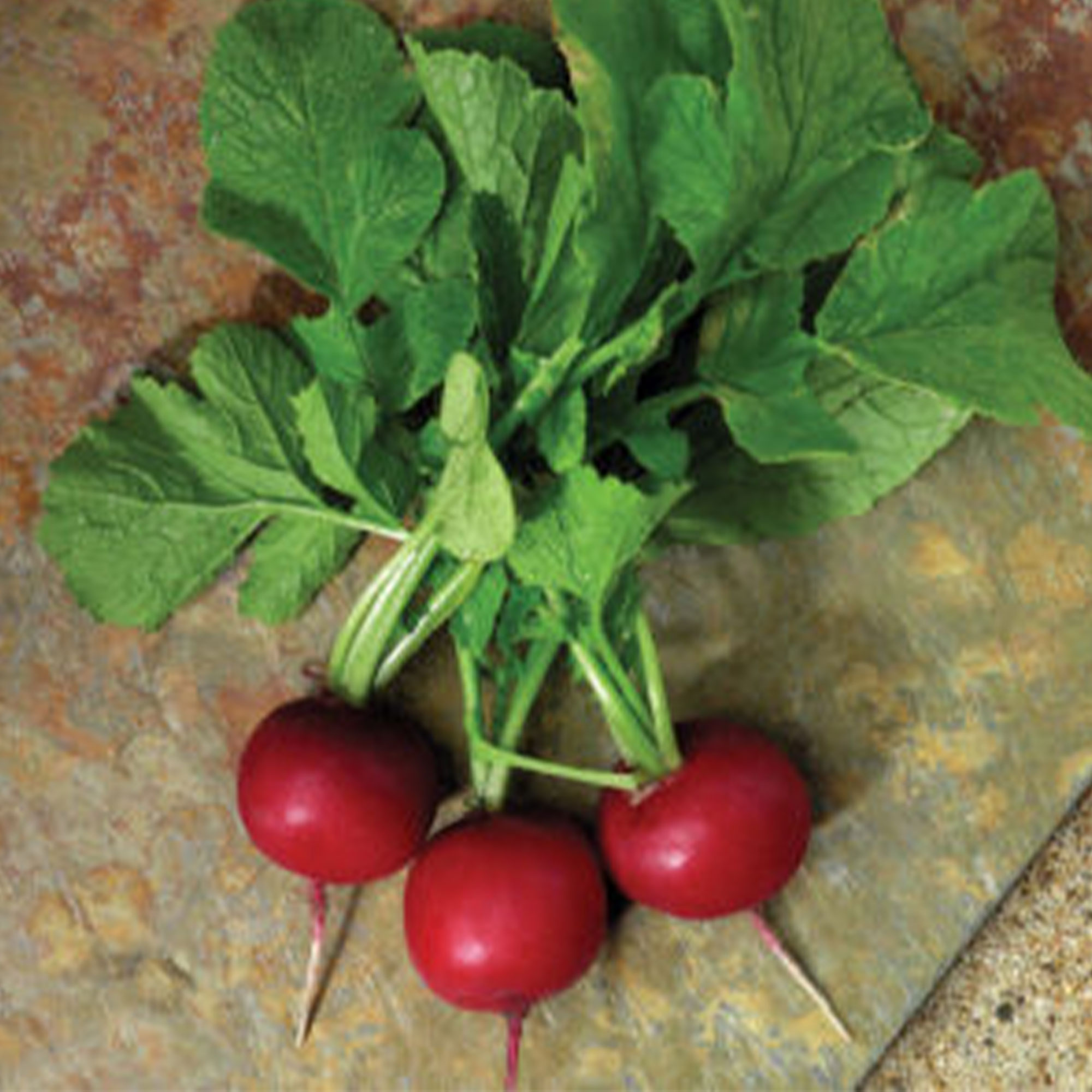 Radish Seeds - Crunchy Royale - Hybrid -2 g Packet ~200 Seeds - Non-GMO, F1 Hybrid - Vegetable Garden & Microgreens