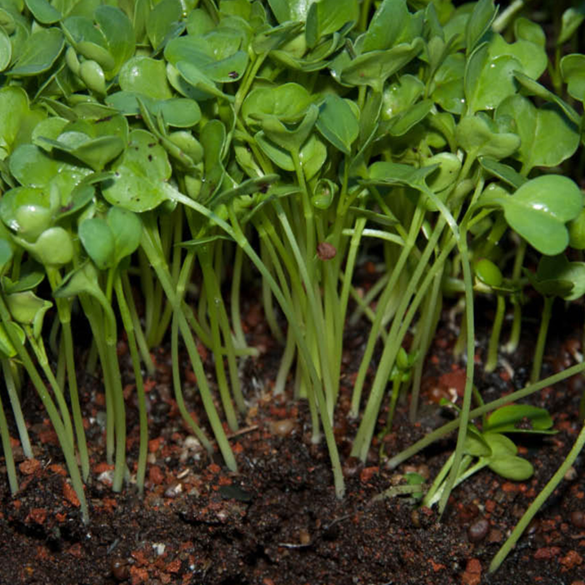 Radish Seeds - Green Stem -1 Lb ~48000 Seeds - Non-GMO, Heirloom - Vegetable Garden & Microgreens