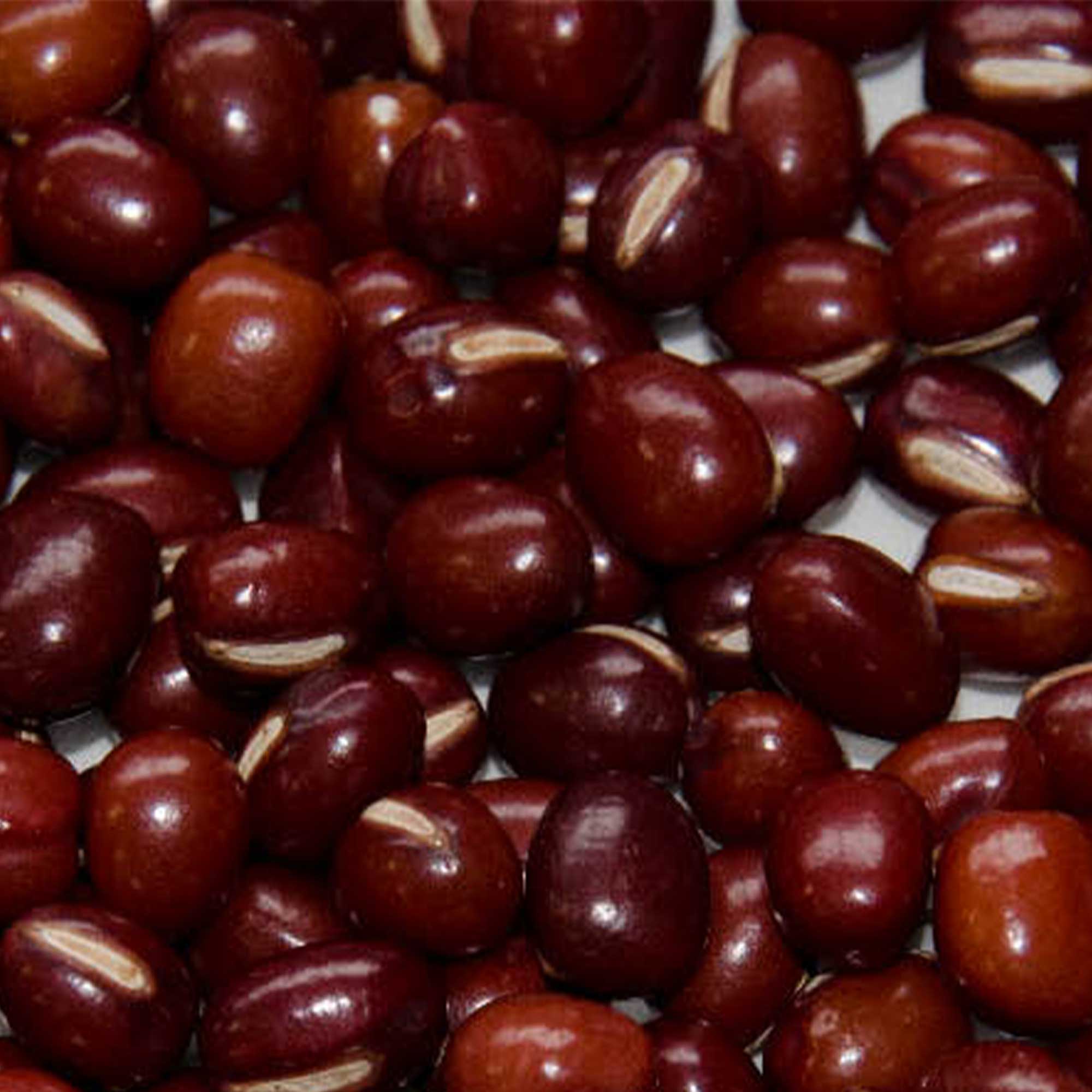 Adzuki Bean - Dainagon -5 g Packet ~35 Seeds - Non-GMO, Heirloom - Asian Garden Vegetable & Sprouts