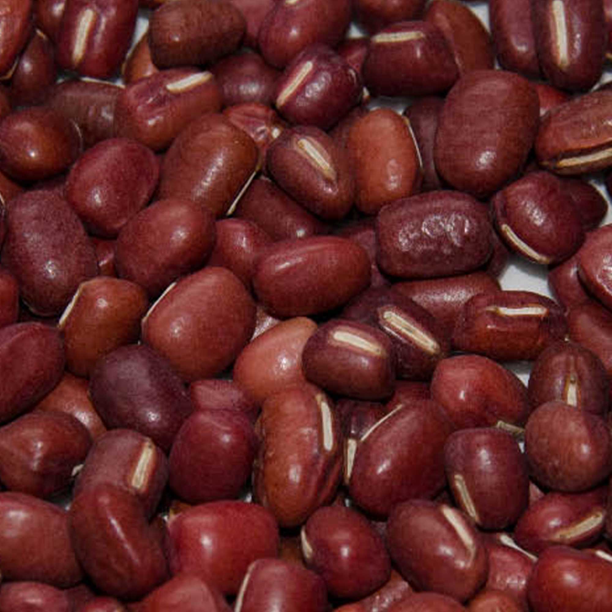 Adzuki Bean - Doyou -4 Oz ~800 Seeds - Non-GMO, Heirloom - Asian Garden Vegetable & Sprouts