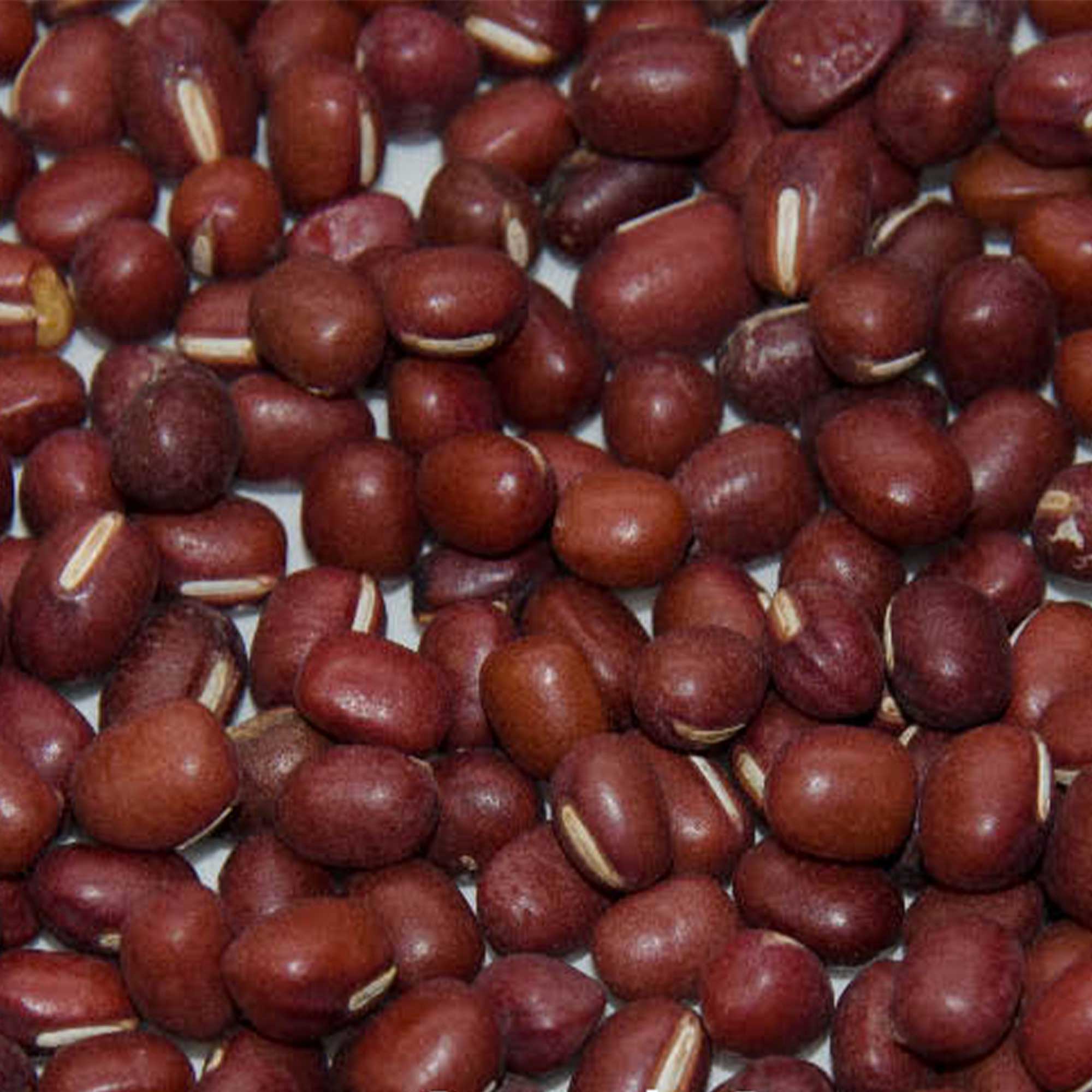 Adzuki Bean - Wase -1 Lb ~3200 Seeds - Non-GMO, Heirloom - Asian Garden Vegetable & Sprouts