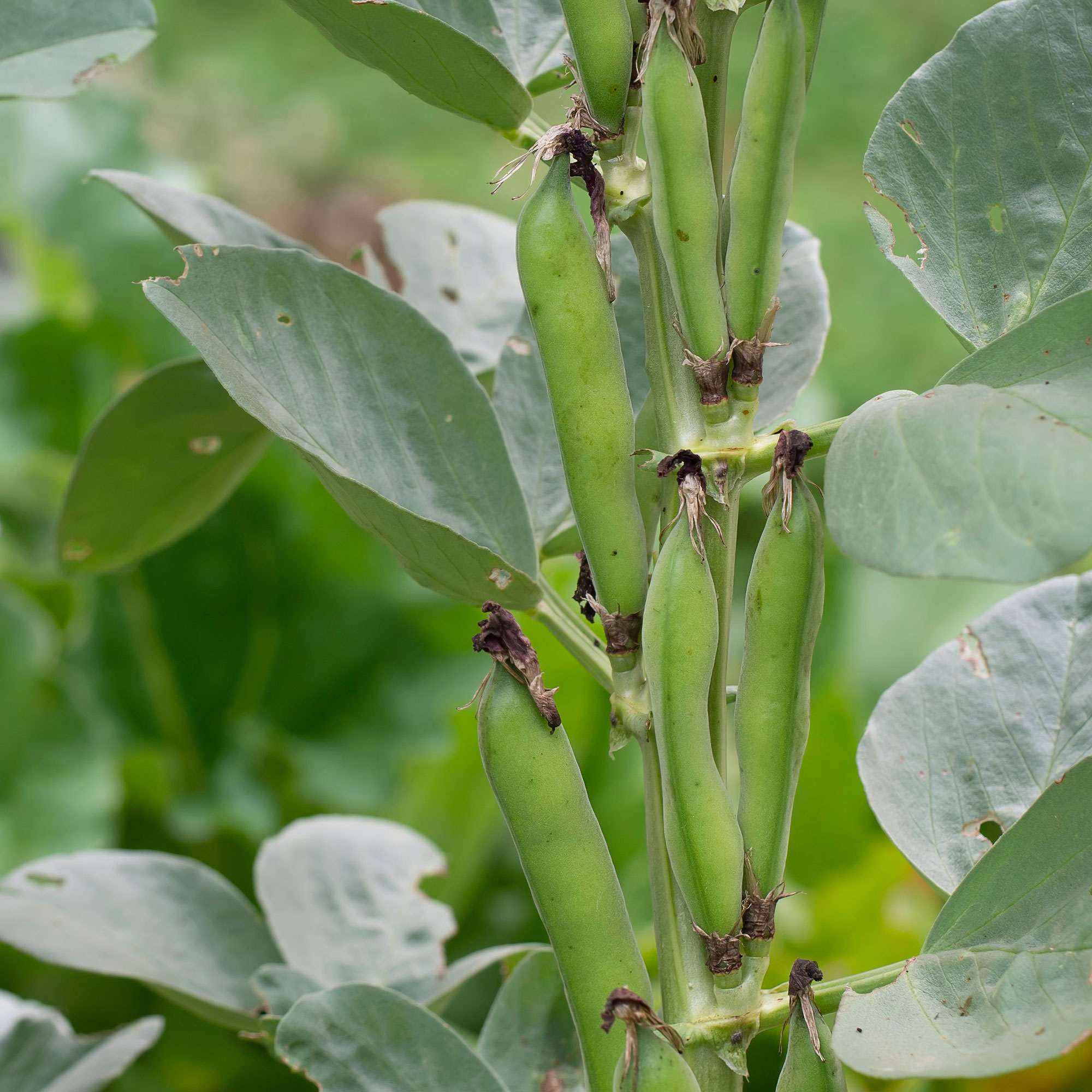 Hyacinth Bean - Shitohana Fujimame -4 Oz ~600 Seeds - Non-GMO, Heirloom - Asian Garden Vegetable & Flower