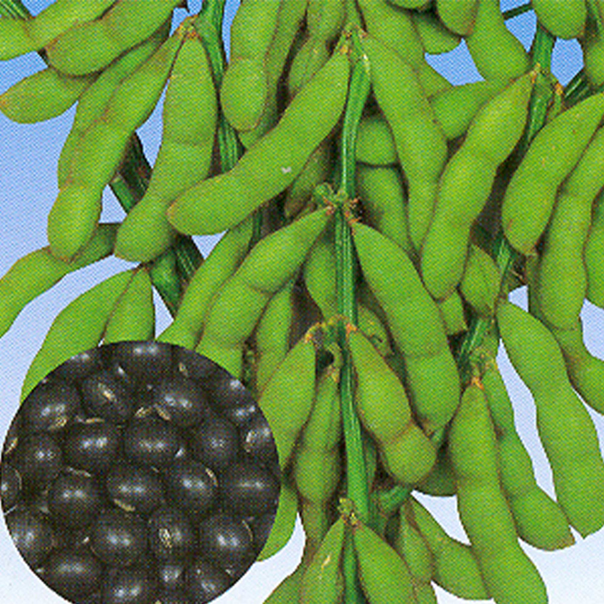 Soybean - Tankuro -4 Oz ~400 Seeds - Non-GMO, Heirloom - Asian Garden Vegetable