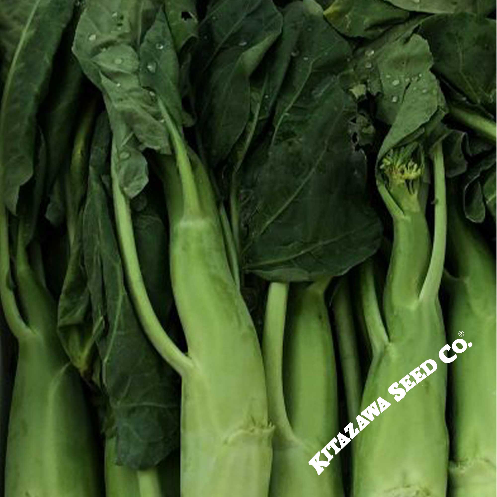 Broccoli Seeds - Chinese Broccoli - Big Stem -1 Oz ~9000 Seeds - Non-GMO, Heirloom - Asian Garden Vegetable & Microgreens