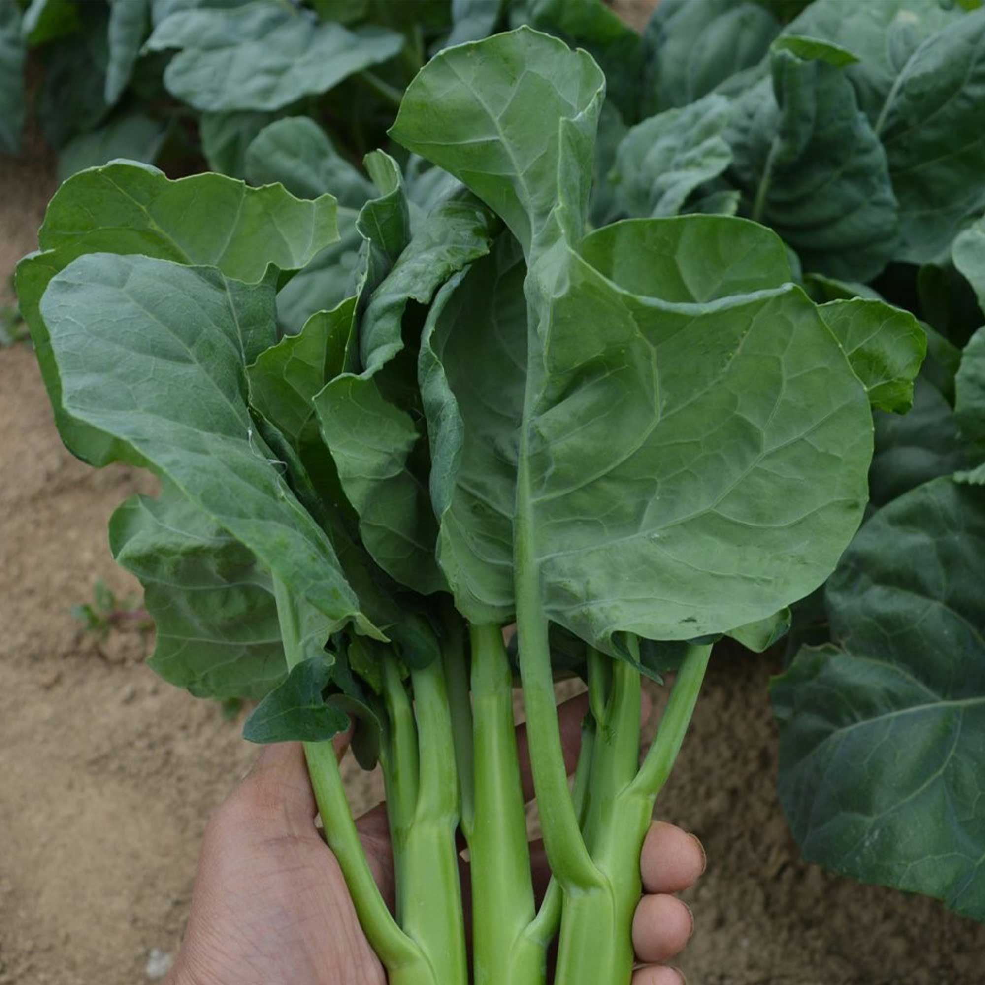 Broccoli Seeds - Chinese Broccoli - Early Jade - Hybrid -5 Lb Bulk ~3600000 Seeds - Non-GMO, F1 Hybrid - Asian Garden Vegetable