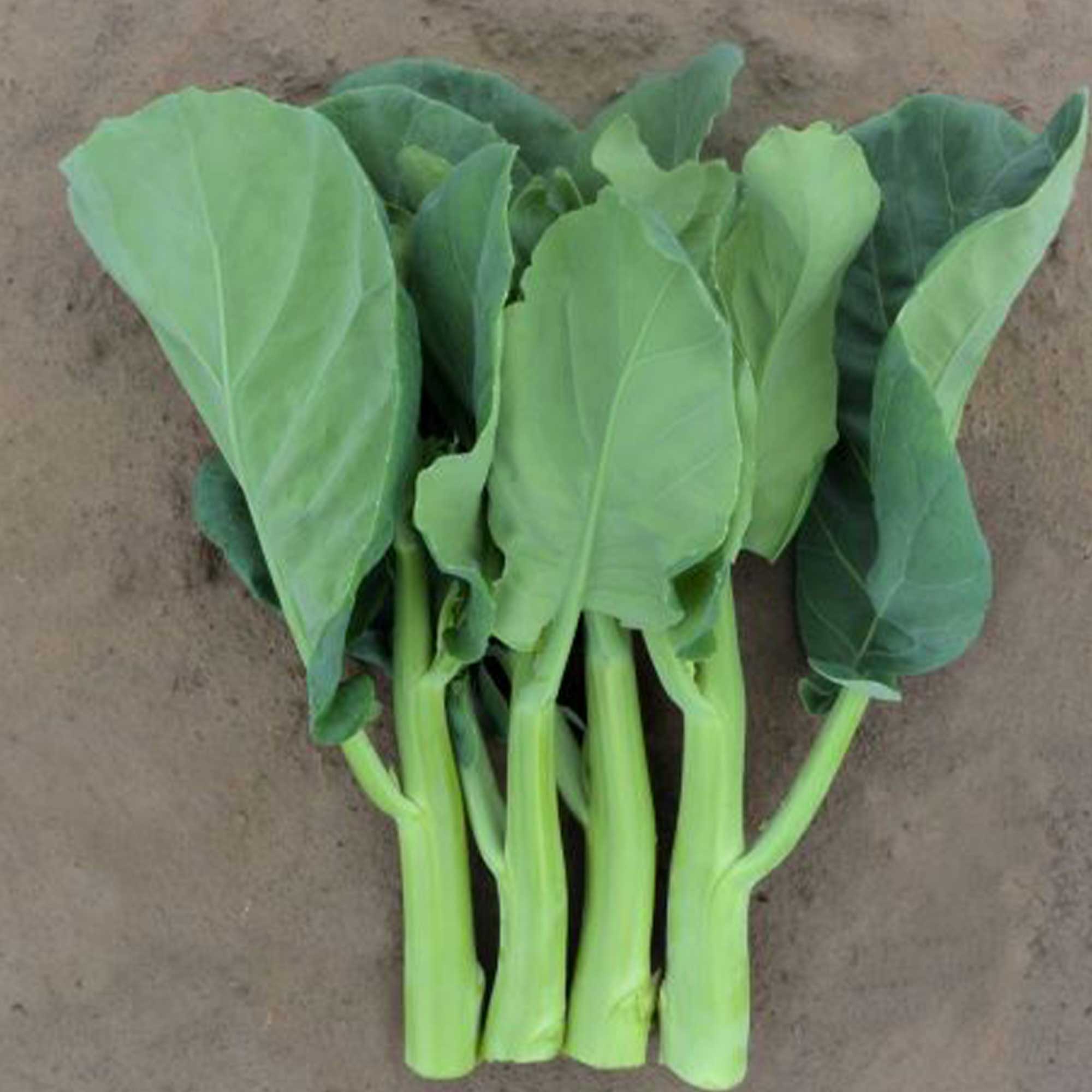 Broccoli Seeds - Chinese Broccoli - Late Jade - Hybrid -5 Lb Bulk ~3600000 Seeds - Non-GMO, F1 Hybrid - Asian Garden Vegetable