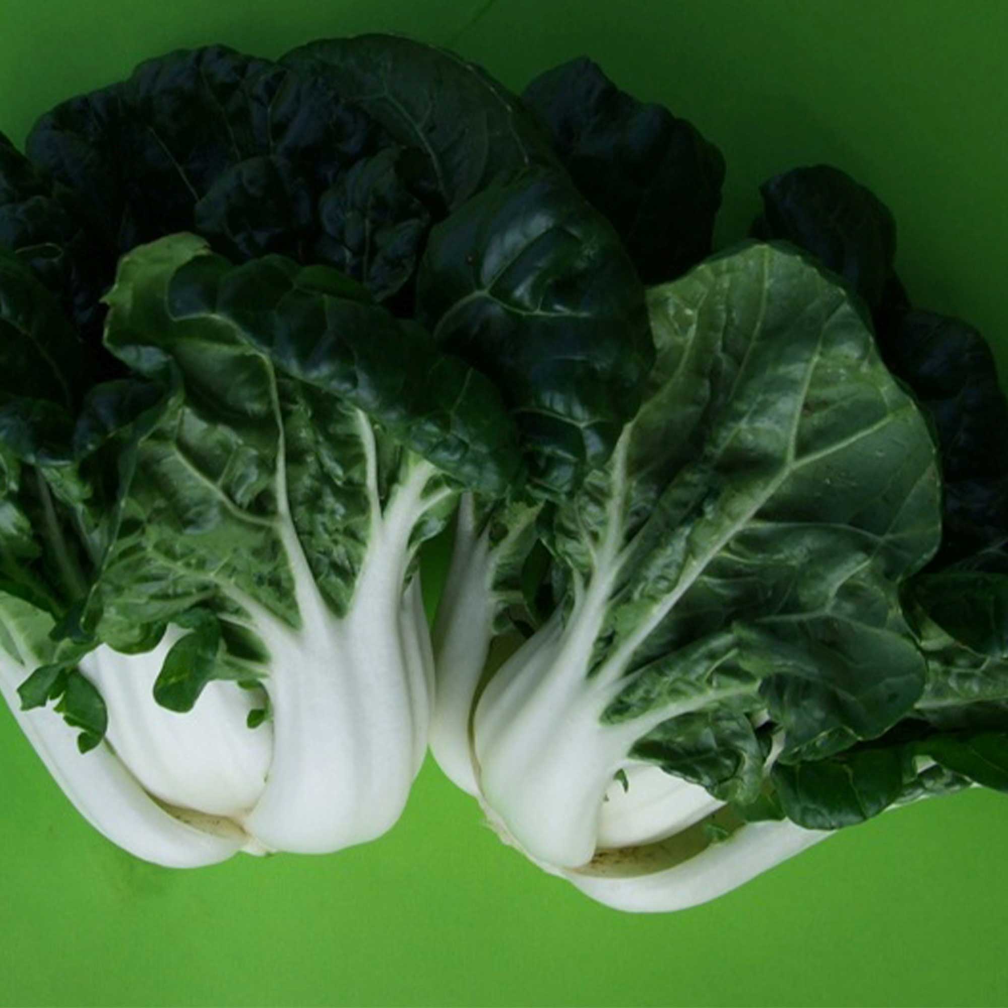 Cabbage Seeds - Pak Choi - Nabi Queen - Dwarf Hybrid -1 Lb ~72000 Seeds - Non-GMO, F1 Hybrid - Asian Garden Vegetable