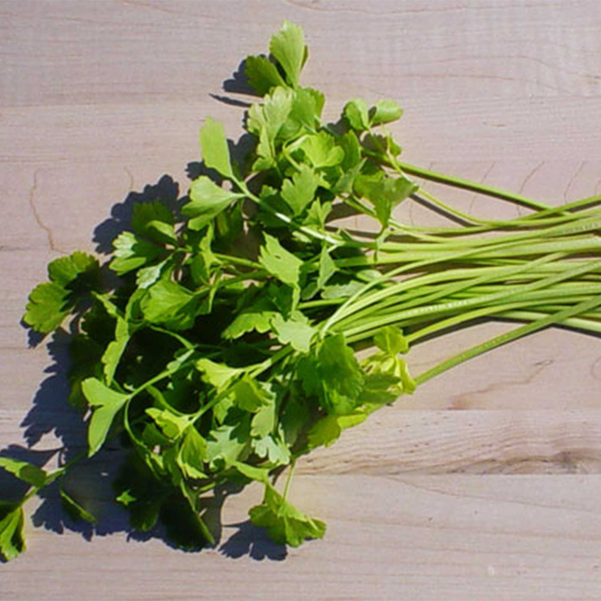 Chinese Celery Seeds - Light Green -5 Lb Bulk ~6000000 Seeds - Non-GMO, Heirloom - Asian Garden Vegetable & Microgreens