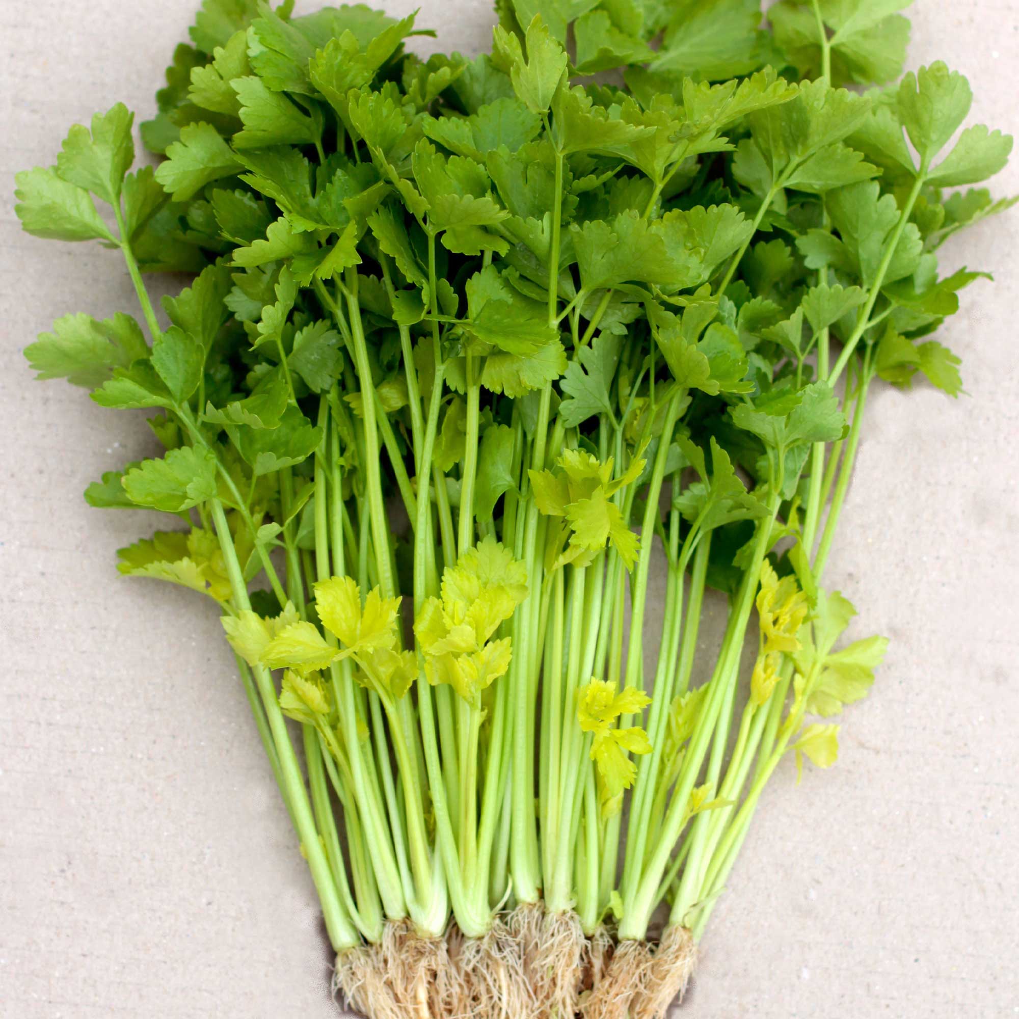 Chinese Celery Seeds - Yellow Stem -2 g Packet ~4000 Seeds - Non-GMO, Heirloom - Asian Garden Vegetable & Microgreens