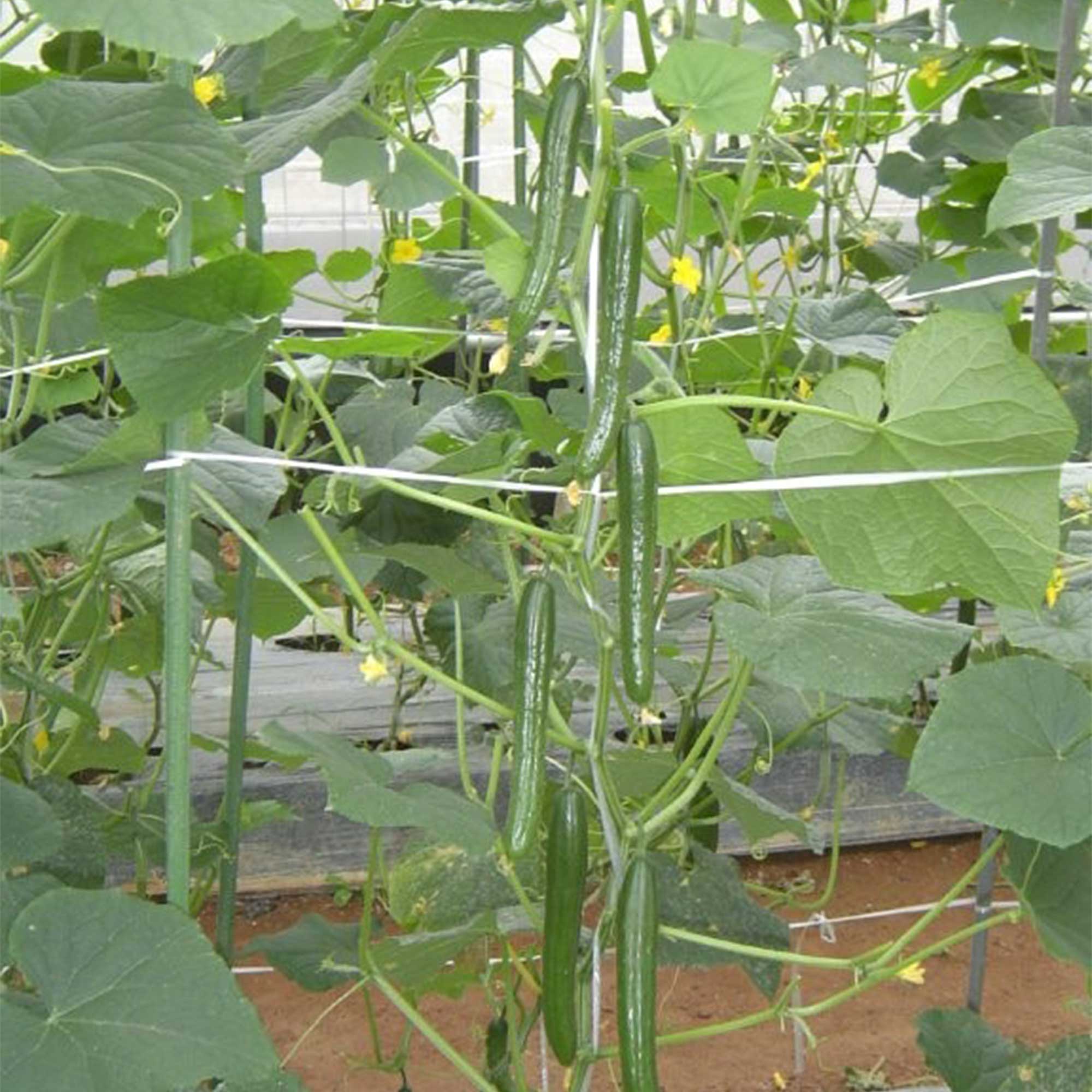 Cucumber Seeds - Housaku - Hybrid -1 Lb ~4400 Seeds - Non-GMO, F1 Hybrid - Asian Garden Vegetable