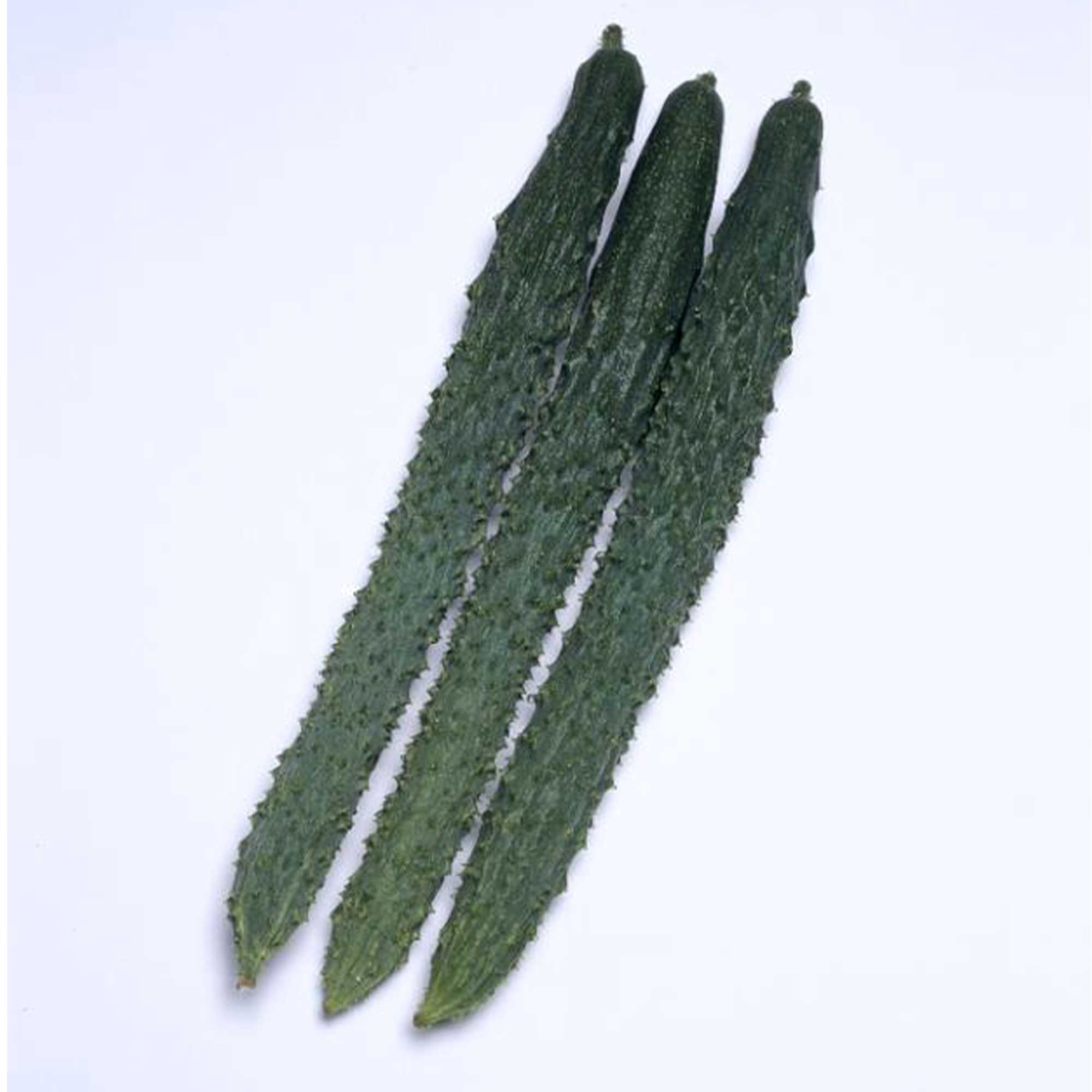 Cucumber Seeds - Palace Pride - Hybrid -1 Lb ~17600 Seeds - Non-GMO, F1 Hybrid - Asian Garden Vegetable