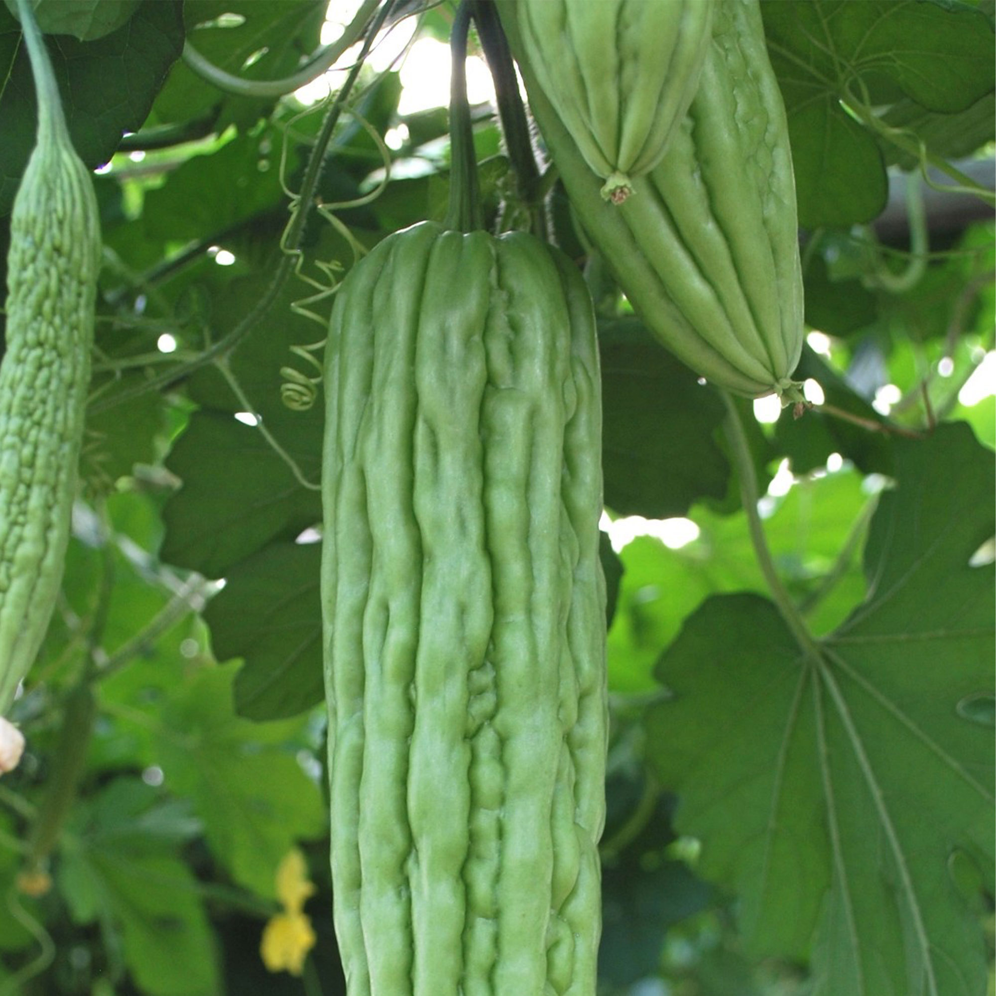 Gourd Seeds - Joy Green - Hybrid -5 Lb Bulk ~11200 Seeds - Non-GMO, F1 Hybrid - Asian Garden Vegetable