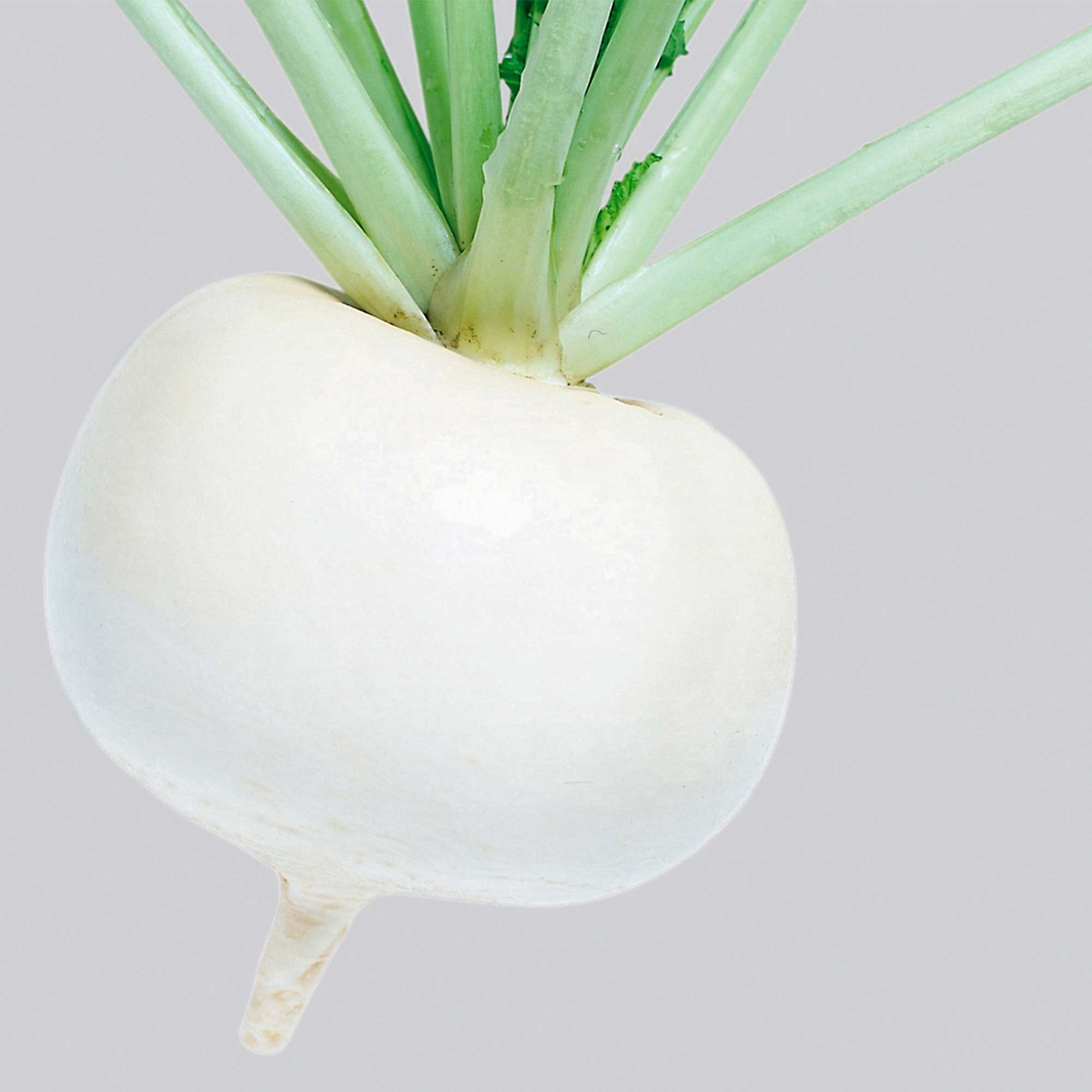 Turnip Seeds - Just Right - Hybrid -1 Lb ~144000 Seeds - Non-GMO, F1 Hybrid - Vegetable Garden