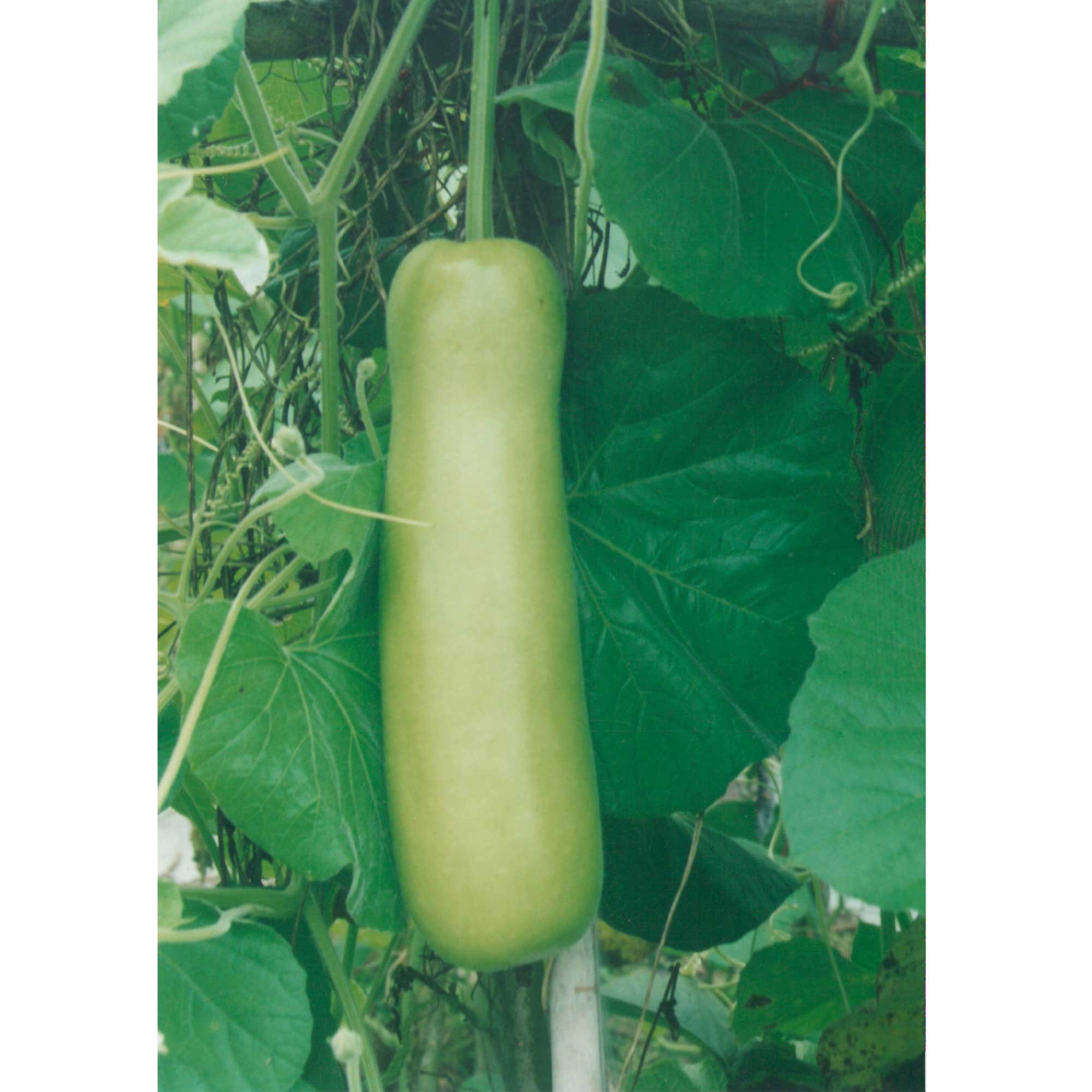 Gourd Seeds - Nam Tao Yao -3 g Packet ~15 Seeds - Non-GMO, Heirloom - Asian Garden Vegetable