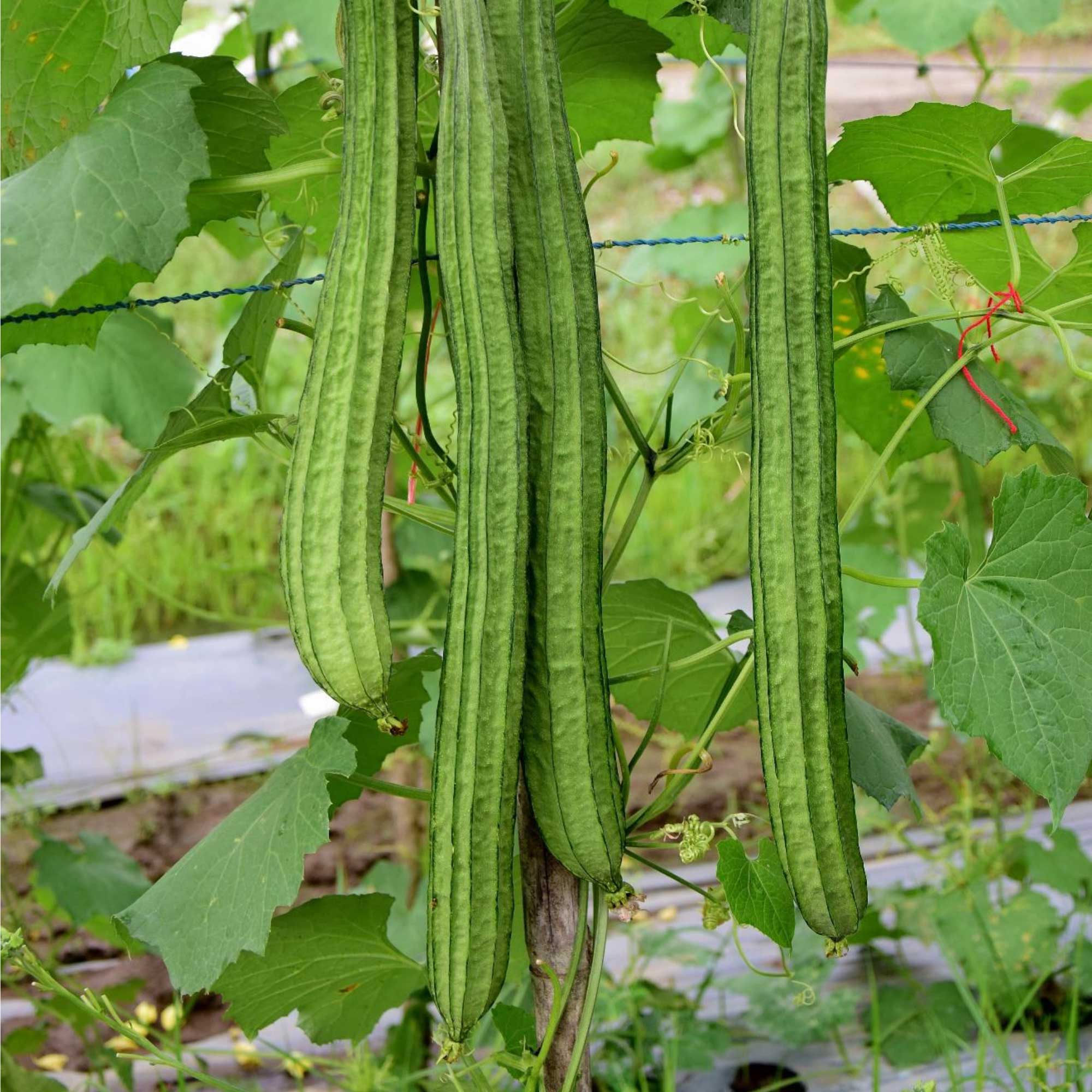 Gourd Seeds - Buab Laem - Hybrid -1 Lb ~2240 Seeds - Non-GMO, F1 Hybrid - Asian Garden Vegetable