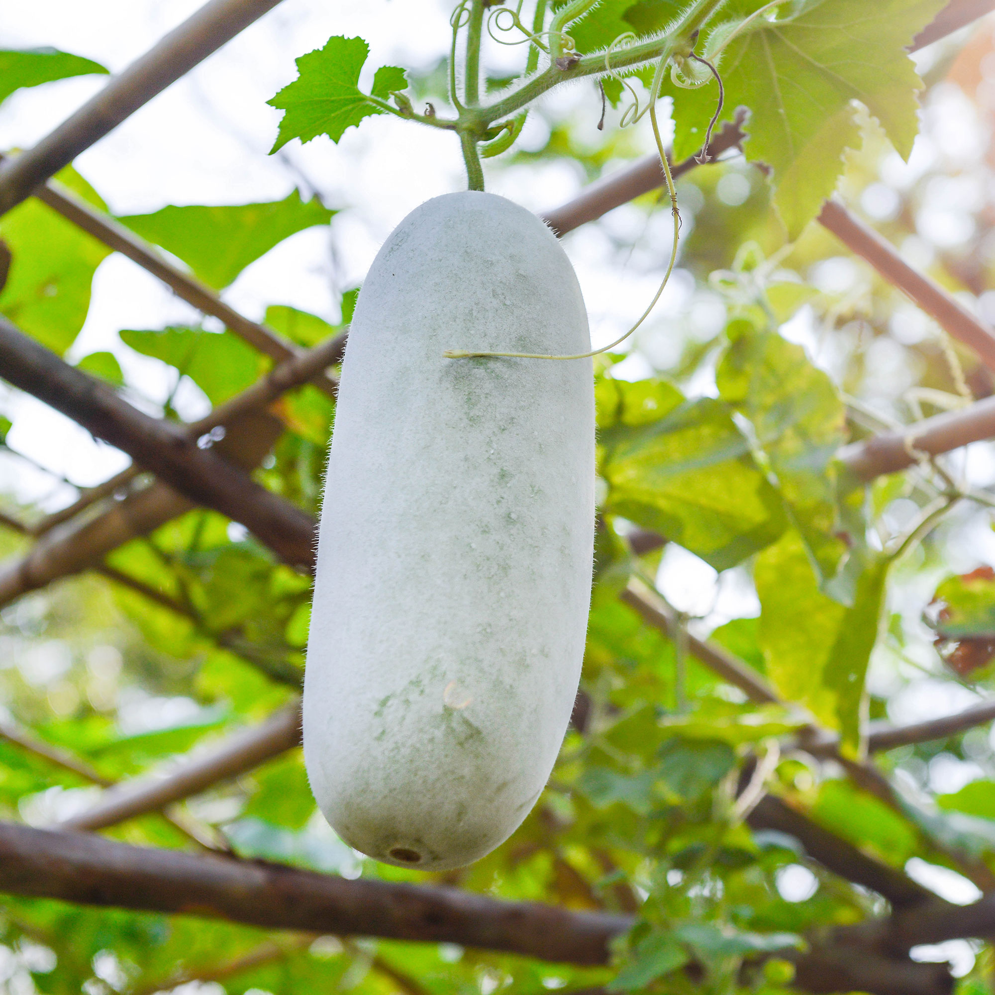 Gourd Seeds - Oblong -1 Lb ~7200 Seeds - Non-GMO, Heirloom - Vegetable Garden