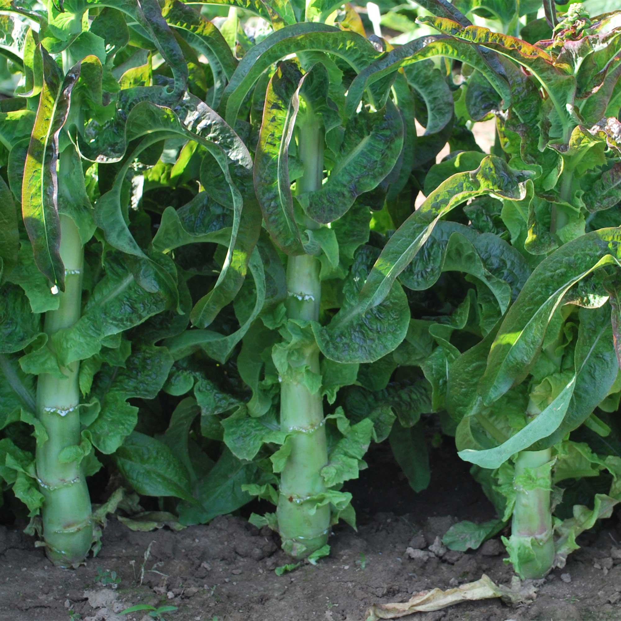 Lettuce Seeds - Pointed Taiwan Sword Leaf -1 Lb ~352000 Seeds - Non-GMO, Heirloom - Asian Garden Vegetable