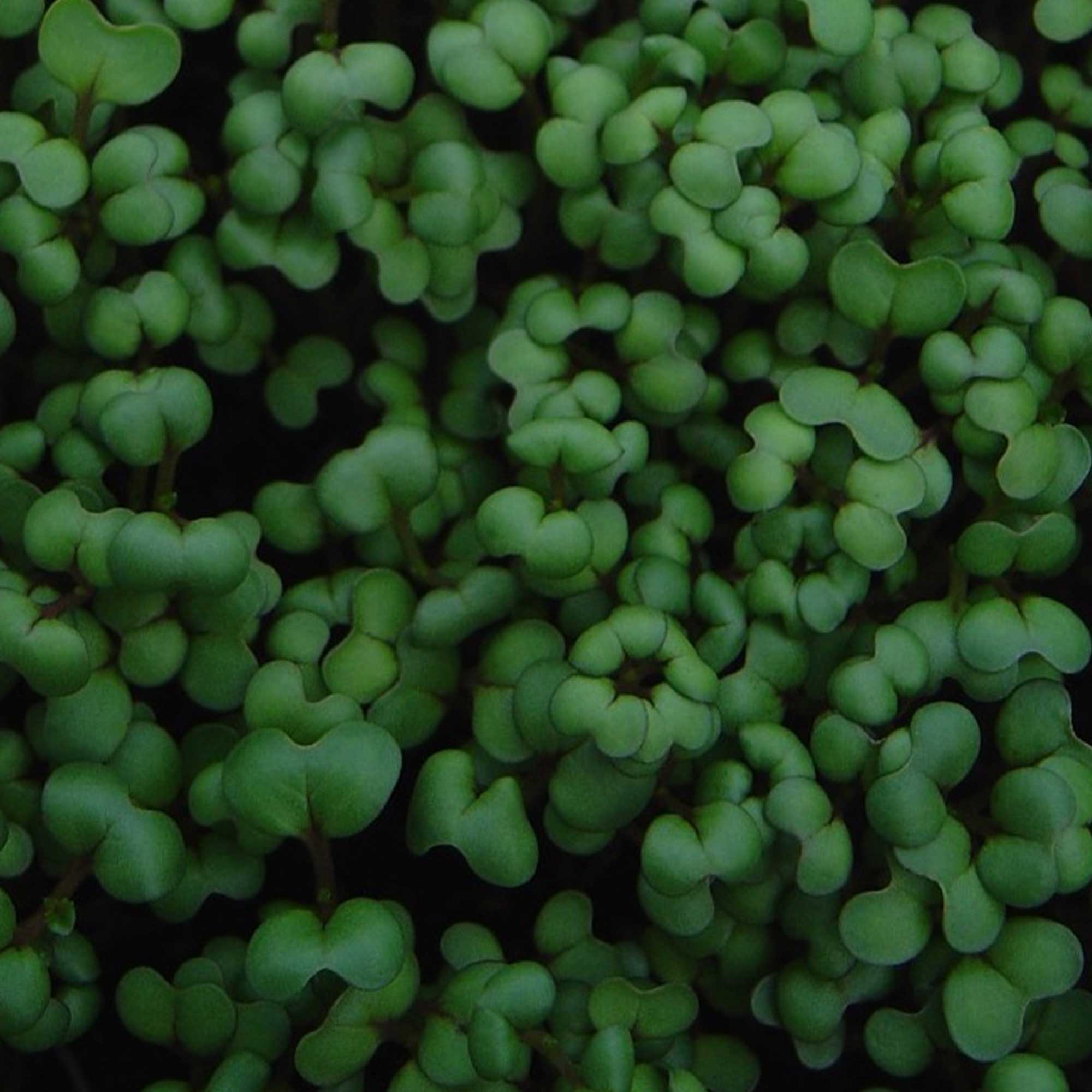 Mustard Seeds - Cho Kara -5 Lb Bulk ~1120000 Seeds - Non-GMO, Heirloom - Asian Garden Vegetable, Microgreens & Herb Gardening