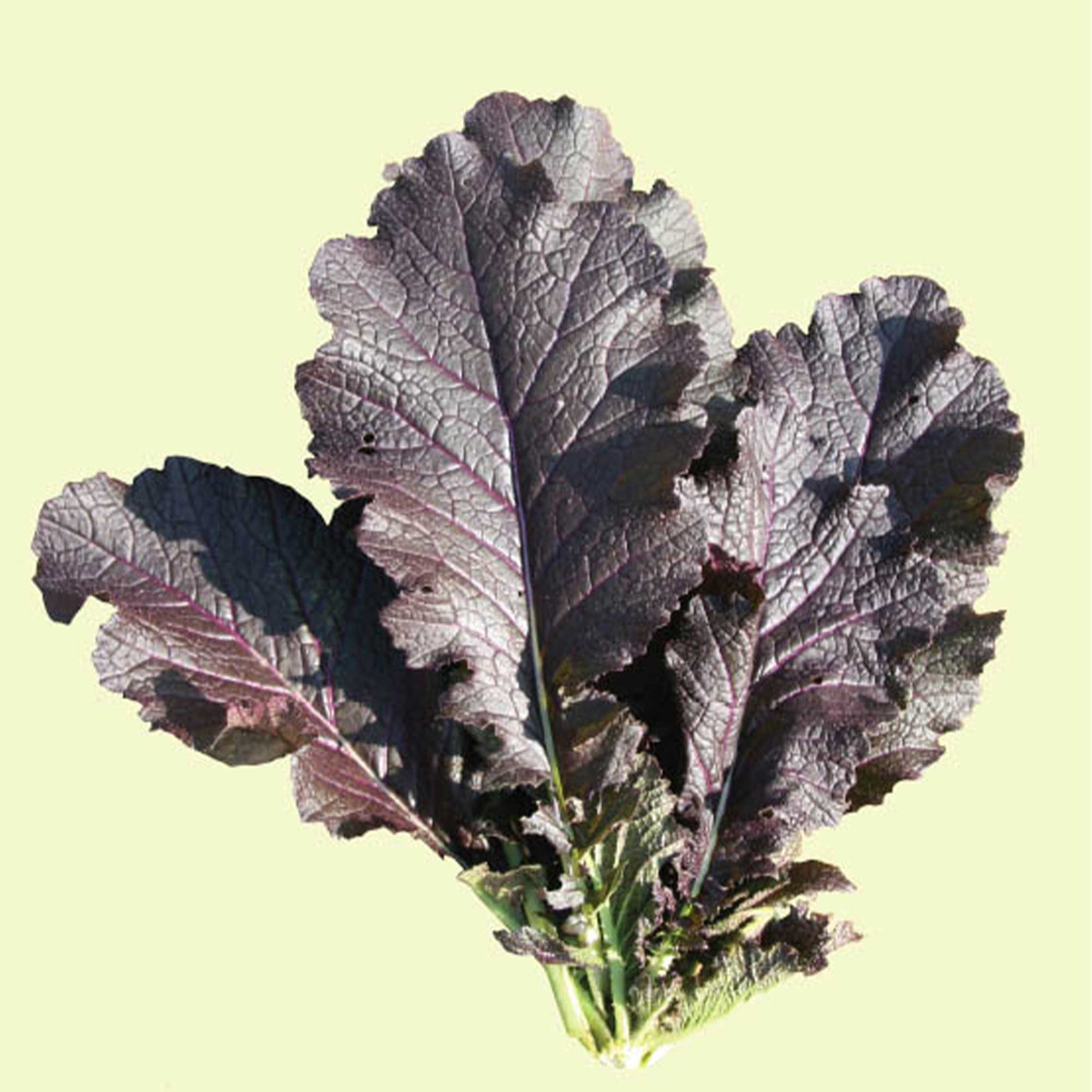 Mustard Seeds - Jeok Gat -4 Oz ~64400 Seeds - Non-GMO, Heirloom - Asian Garden Vegetable, Microgreens & Herb Gardening