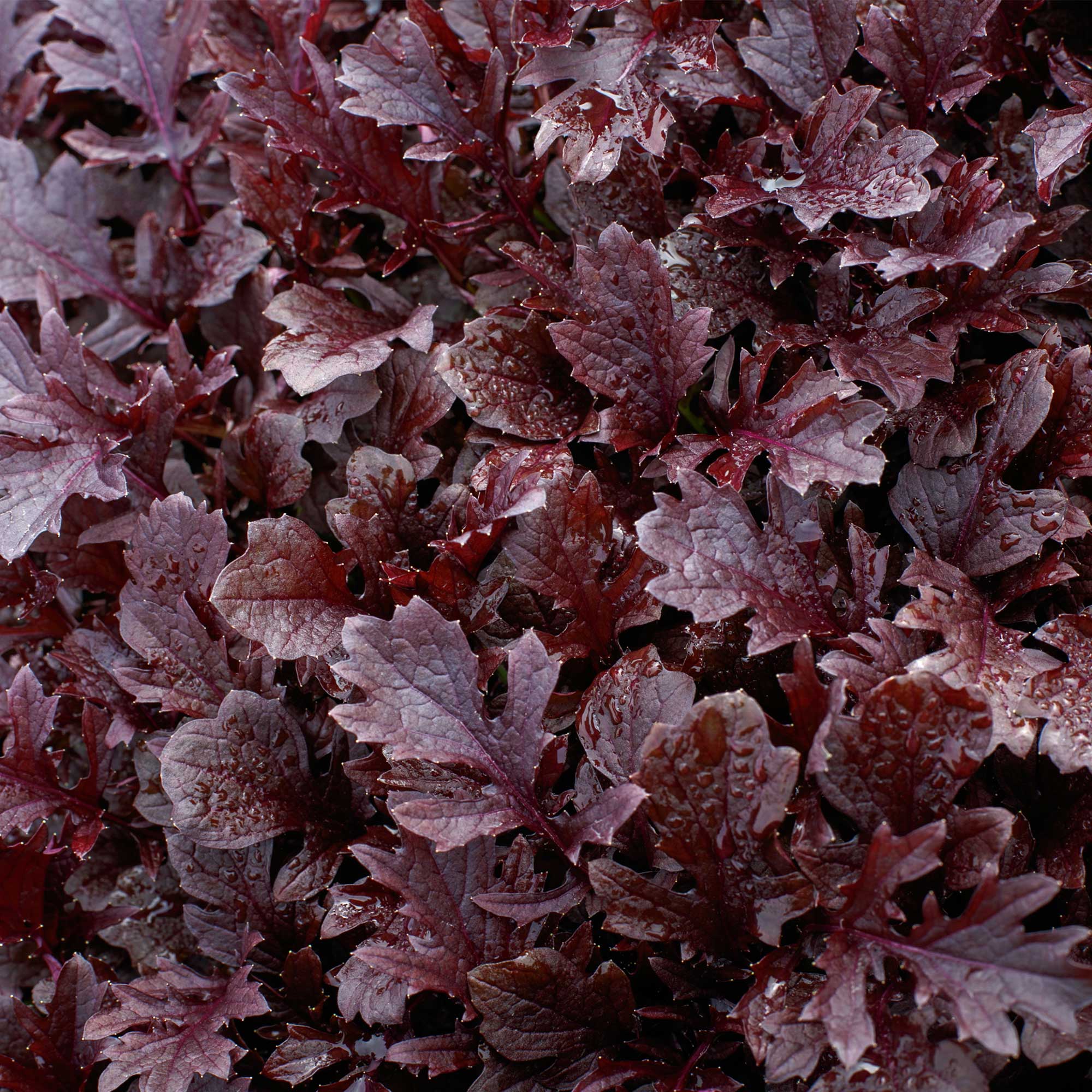 Mustard Seeds - Miz America - Hybrid -1 Oz ~11900 Seeds - Non-GMO, F1 Hybrid - Asian Garden Vegetable & Herb Gardening