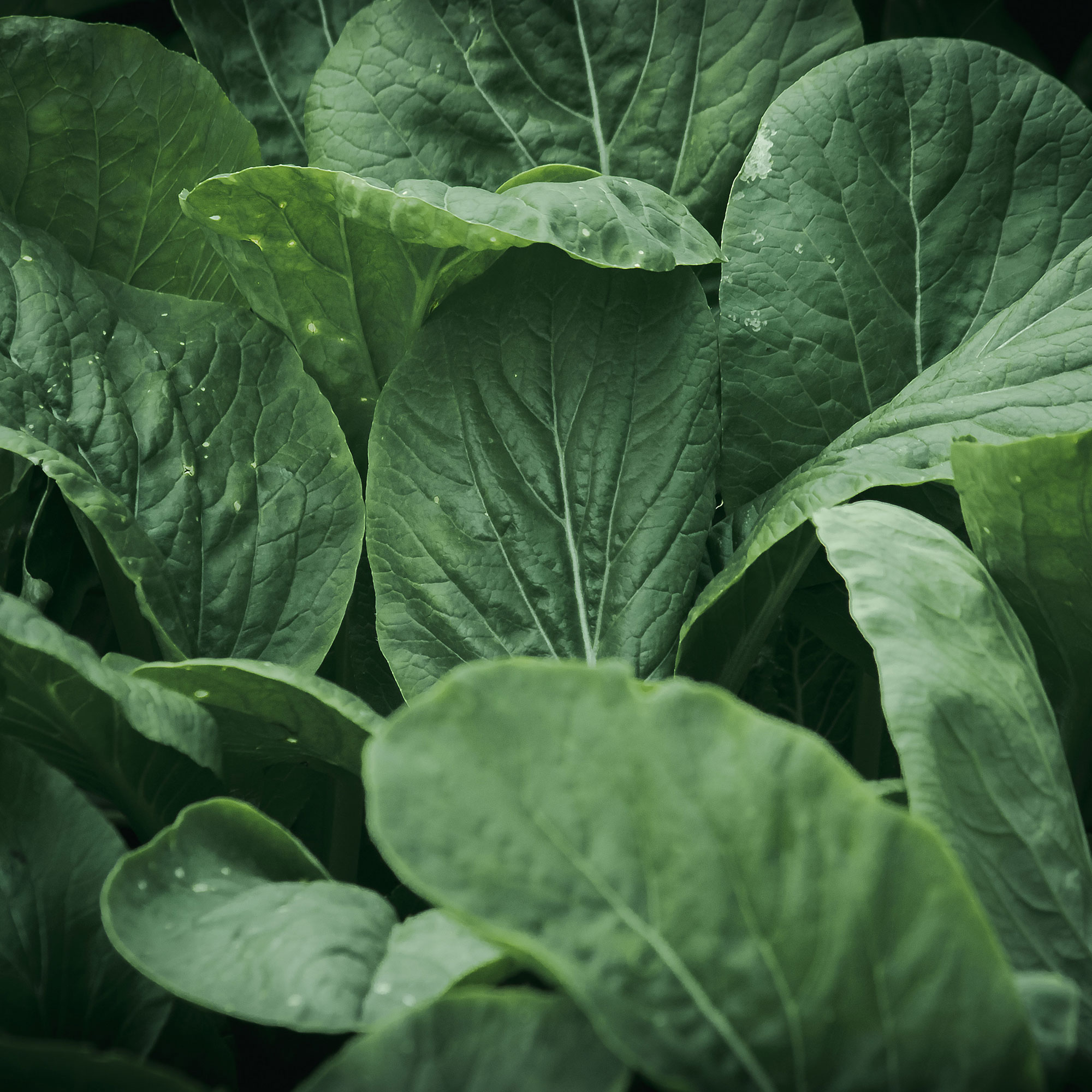 Mustard Seeds - Yanagawa Takana -1 Lb ~184000 Seeds - Non-GMO, Heirloom - Asian Garden Vegetable, Microgreens & Herb Gardening