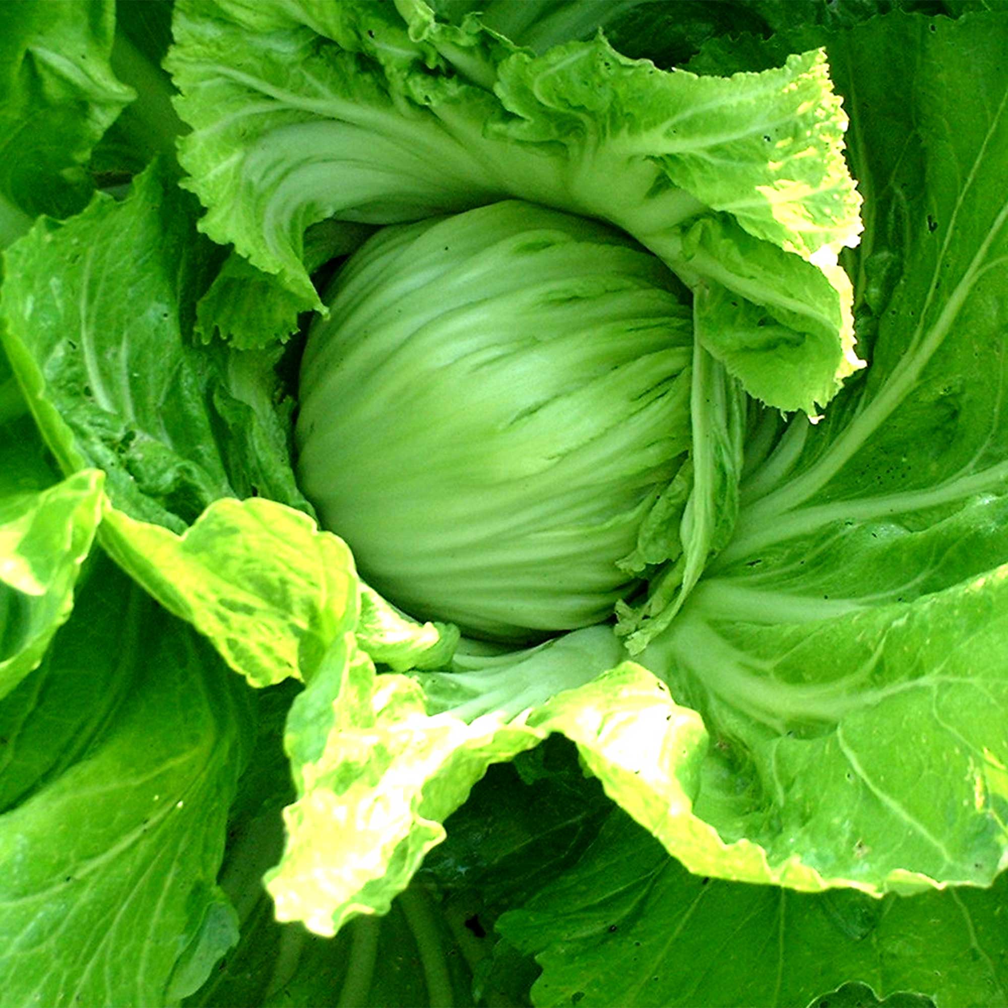 Mustard Seeds - Kekkyu Takana -1 Oz ~10000 Seeds - Non-GMO, Heirloom - Asian Garden Vegetable, Microgreens & Herb Gardening