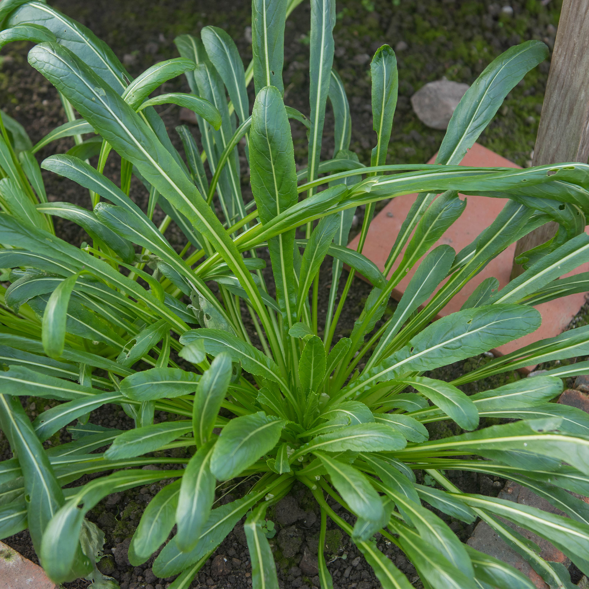 Mustard Seeds - Mibuna - Green Spray - Hybrid -1 Lb ~120000 Seeds - Non-GMO, F1 Hybrid - Asian Garden Vegetable & Herb Gardening