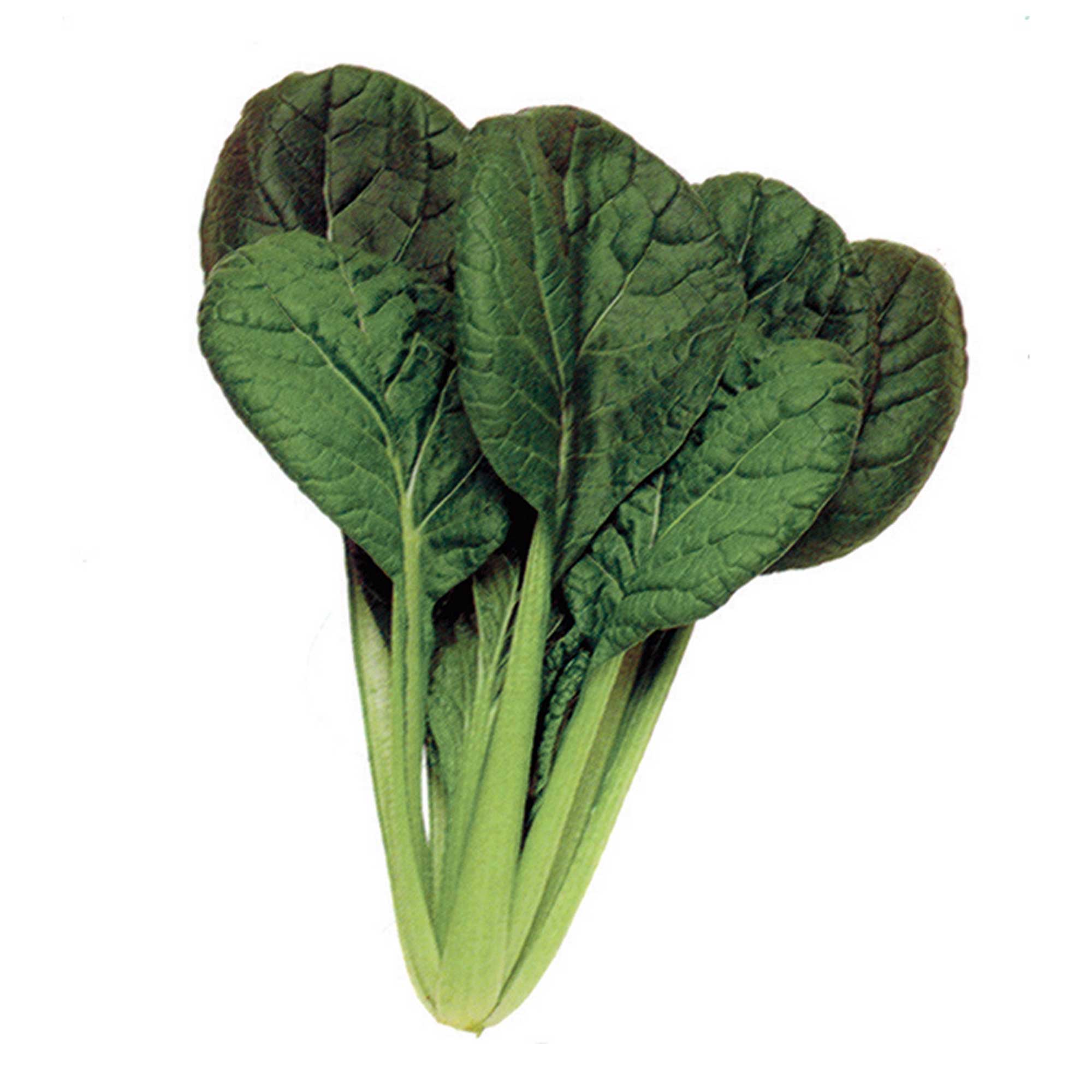 Mustard Seeds - Misome Choho - Hybrid -1 Oz ~9250 Seeds - Non-GMO, F1 Hybrid - Asian Garden Vegetable & Herb Gardening