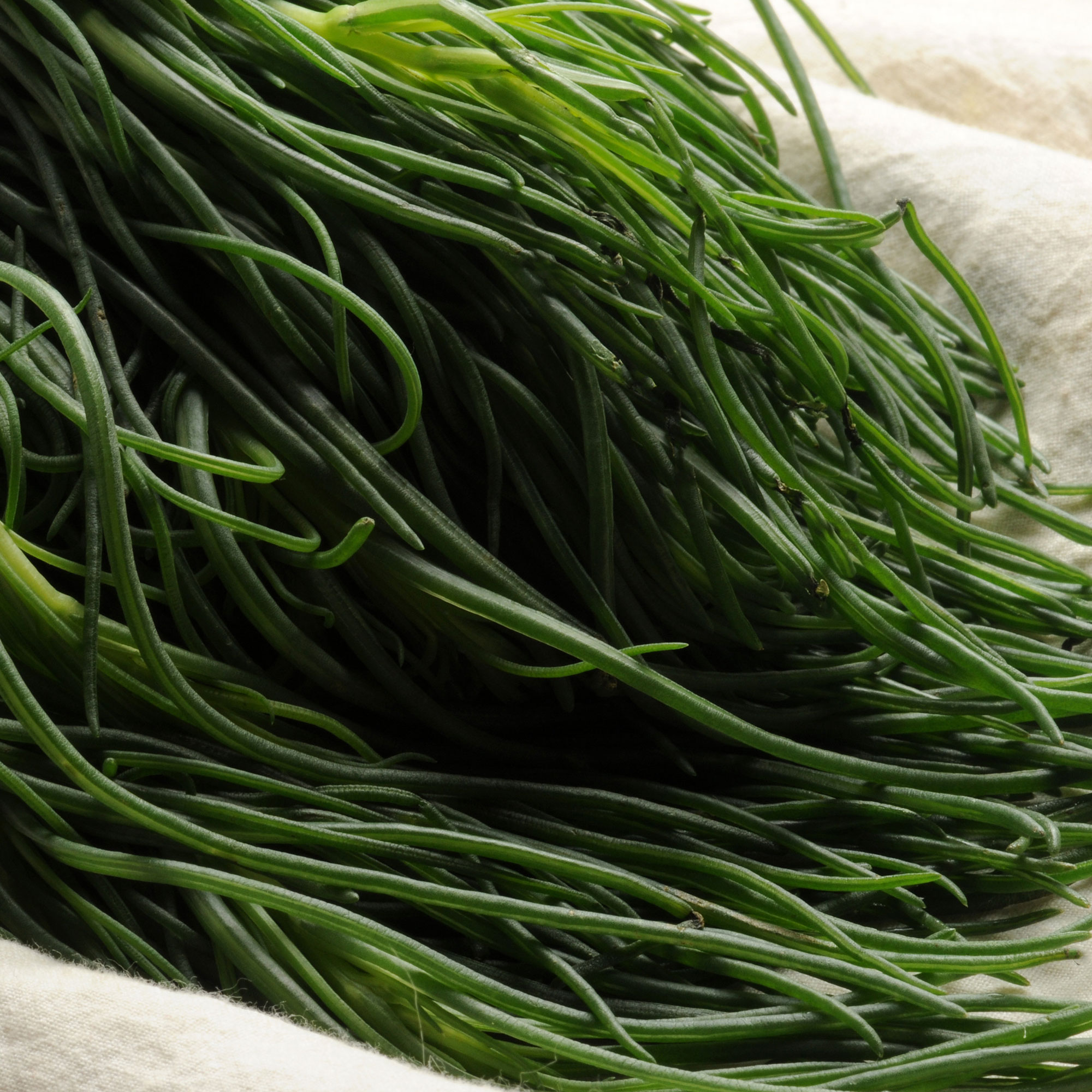 Seaweed Mustard Seeds - Oka Hijiki -1 Lb ~96000 Seeds - Non-GMO, Heirloom - Asian Garden Vegetable, Microgreens & Herb Gardening