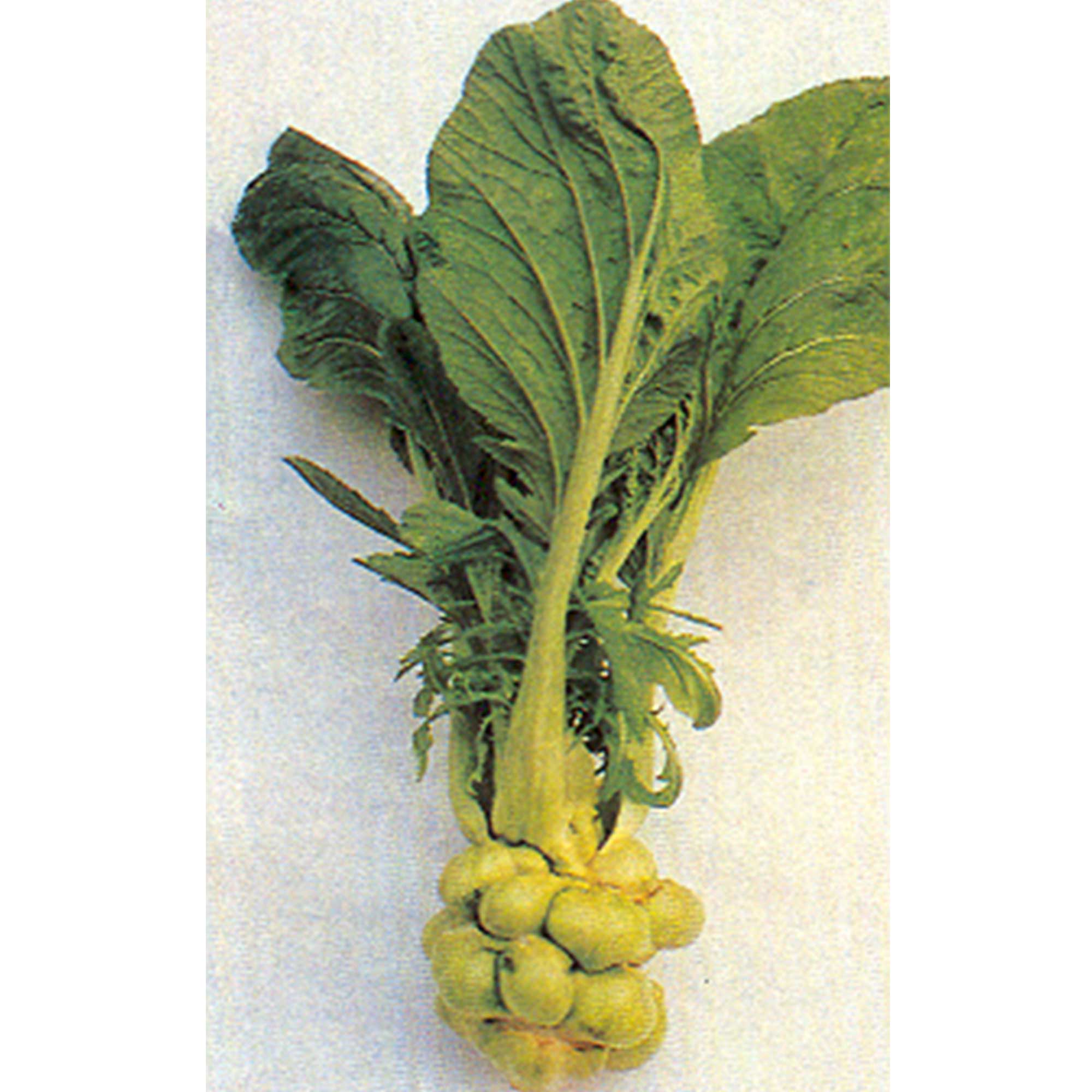 Mustard Seeds - Tsa Tsai Round -1 Lb ~294400 Seeds - Non-GMO, Heirloom - Asian Garden Vegetable, Microgreens & Herb Gardening