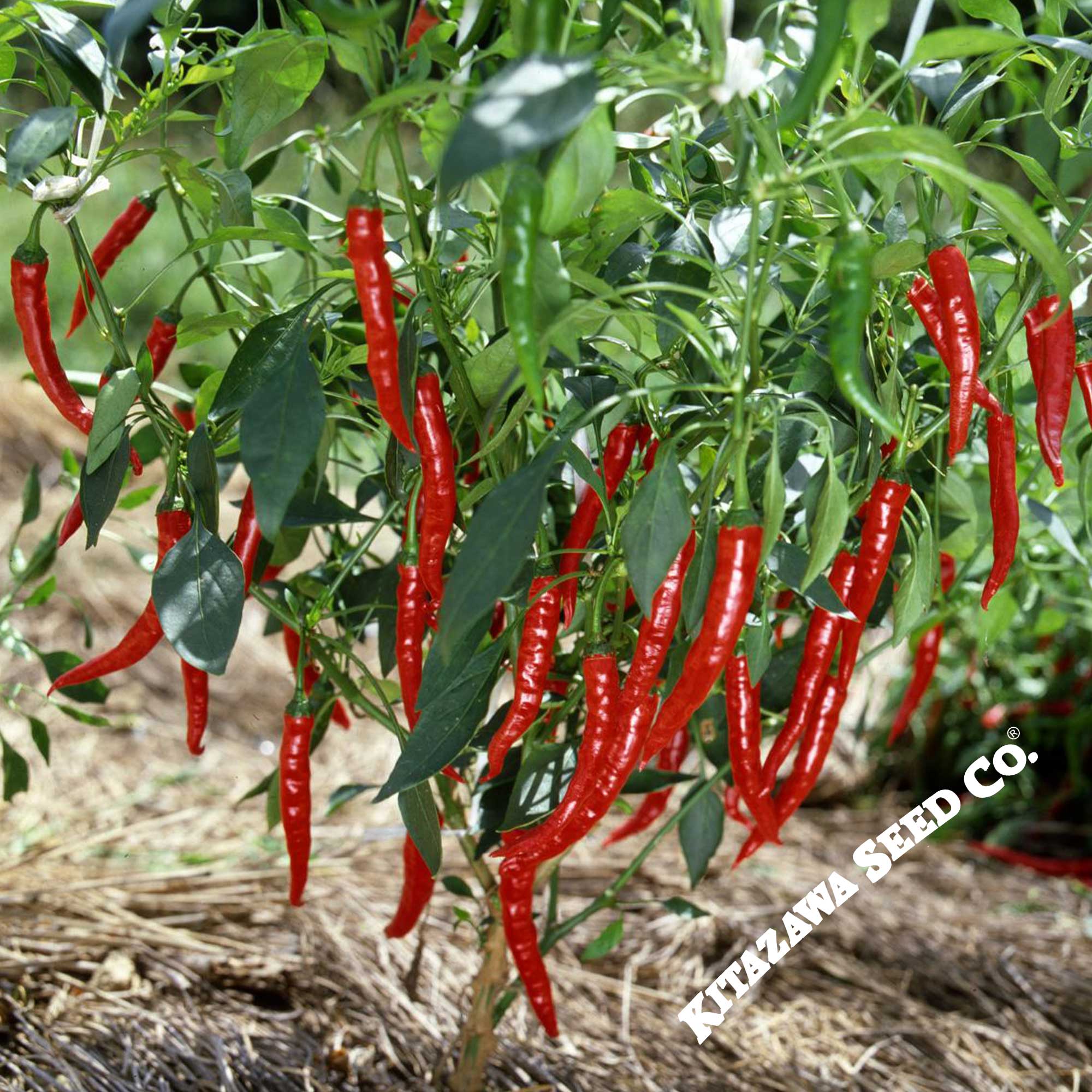 Pepper Seeds - Hot - Japanese - Sapporo -500 Mg Packet ~72 Seeds - Non-GMO, Heirloom - Asian Garden Vegetable